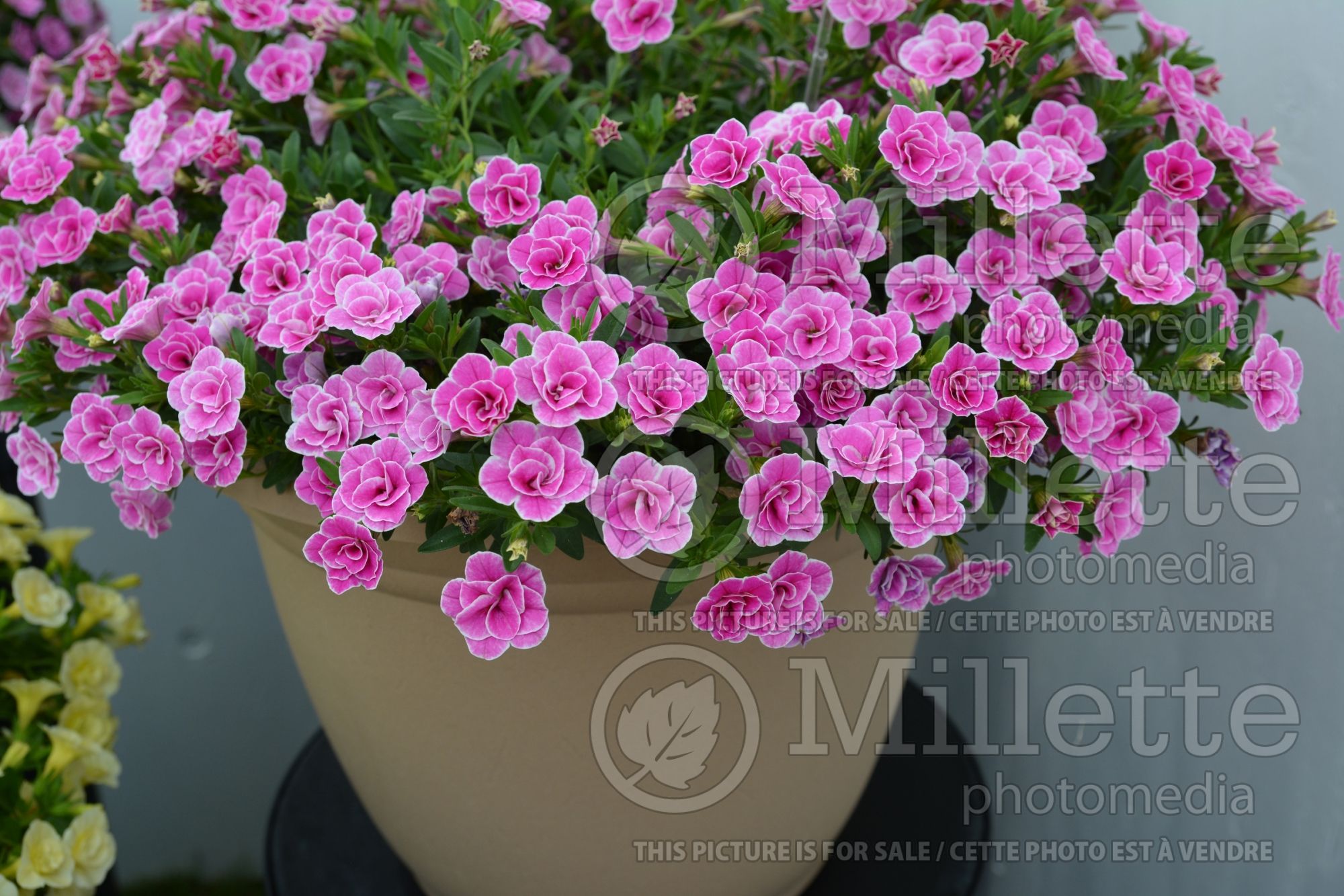 Calibrachoa Superbells Doublette Love Swept (Calibrachoa) 1