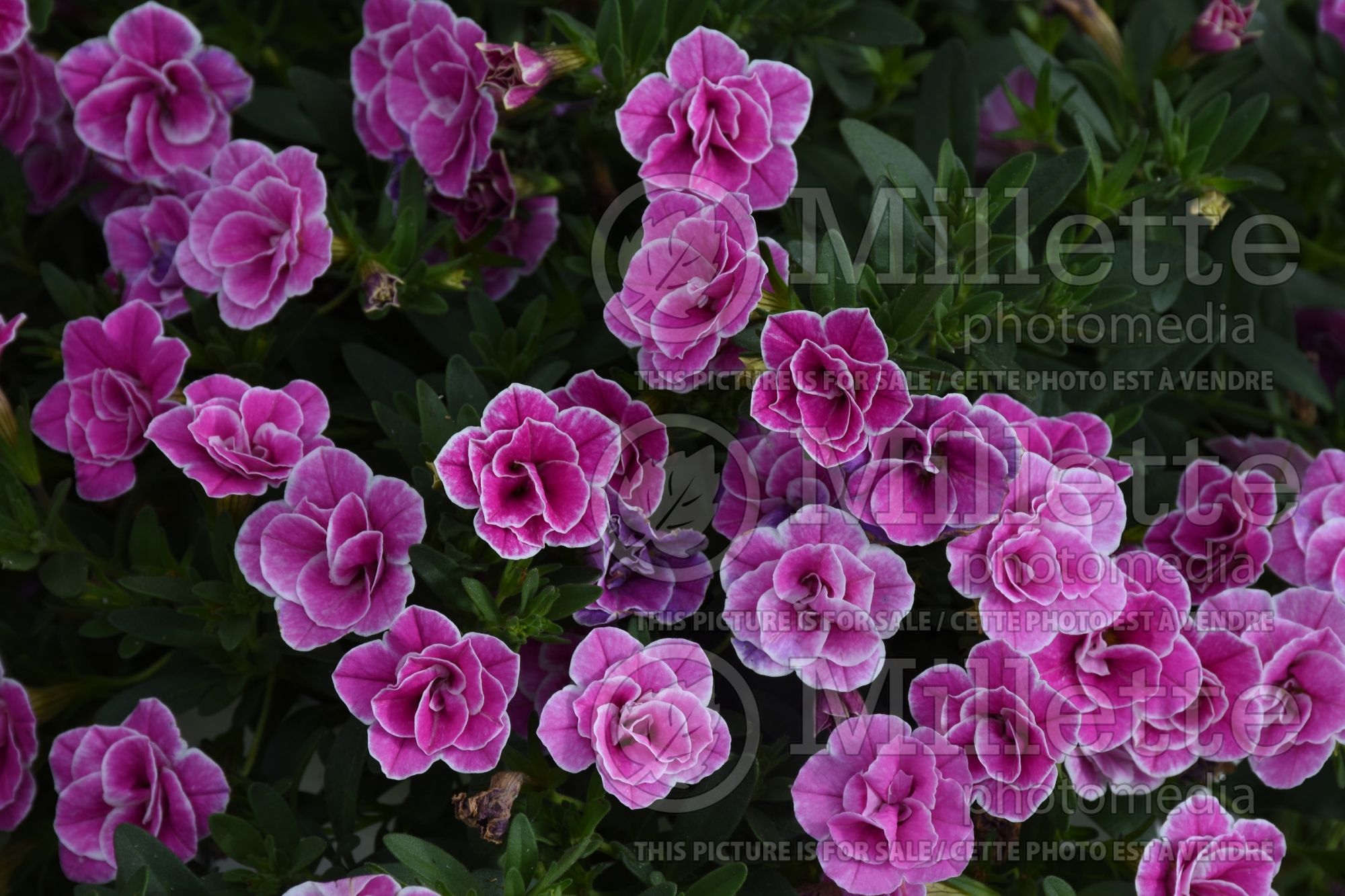 Calibrachoa Superbells Doublette Love Swept (Calibrachoa) 2