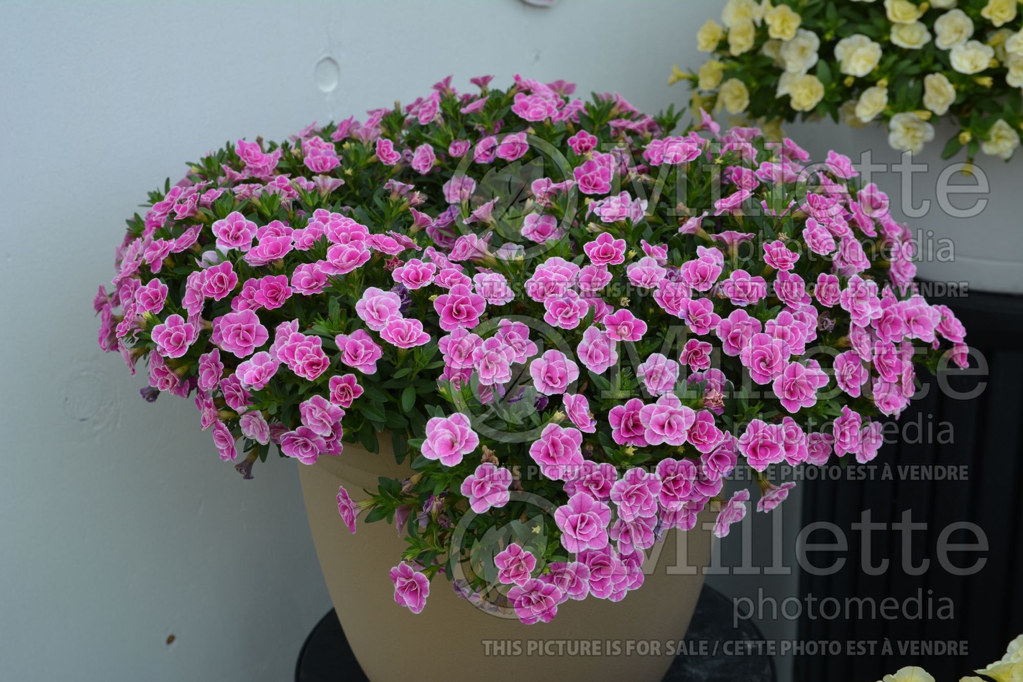 Calibrachoa Superbells Doublette Love Swept (Calibrachoa) 3