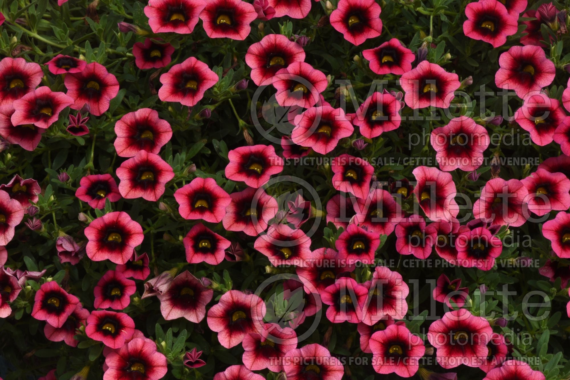 Calibrachoa Superbells Watermelon Punch (Calibrachoa) 1
