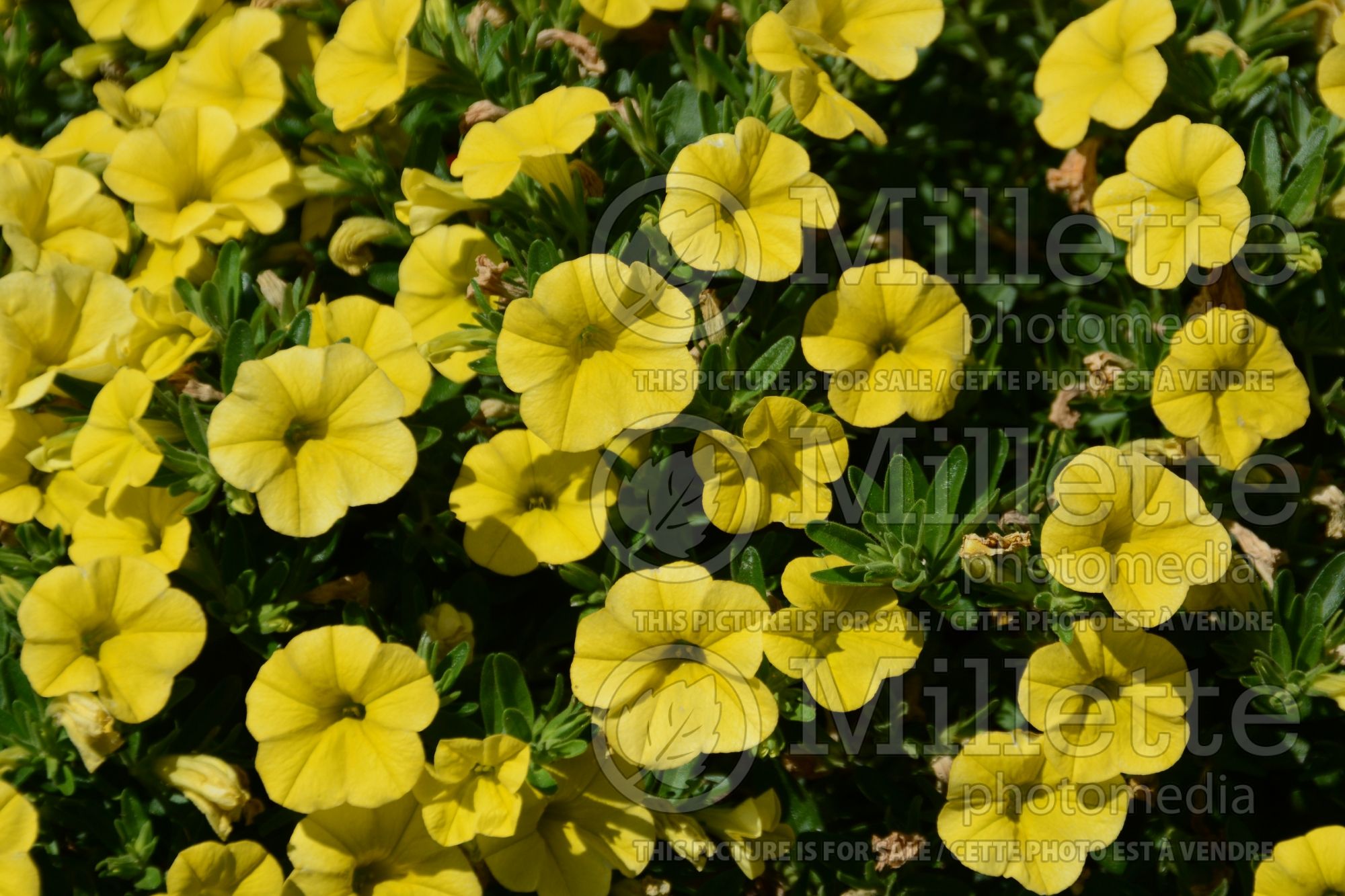 Calibrachoa Unique Golden Yellow (Calibrachoa) 1