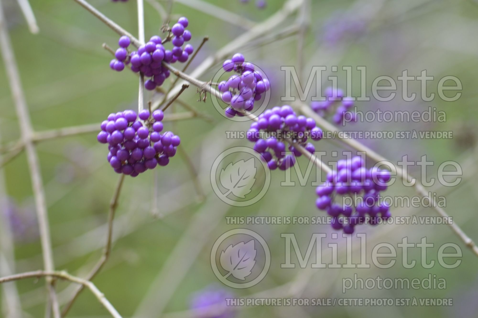 Callicarpa Profusion (Beautyberry) 10
