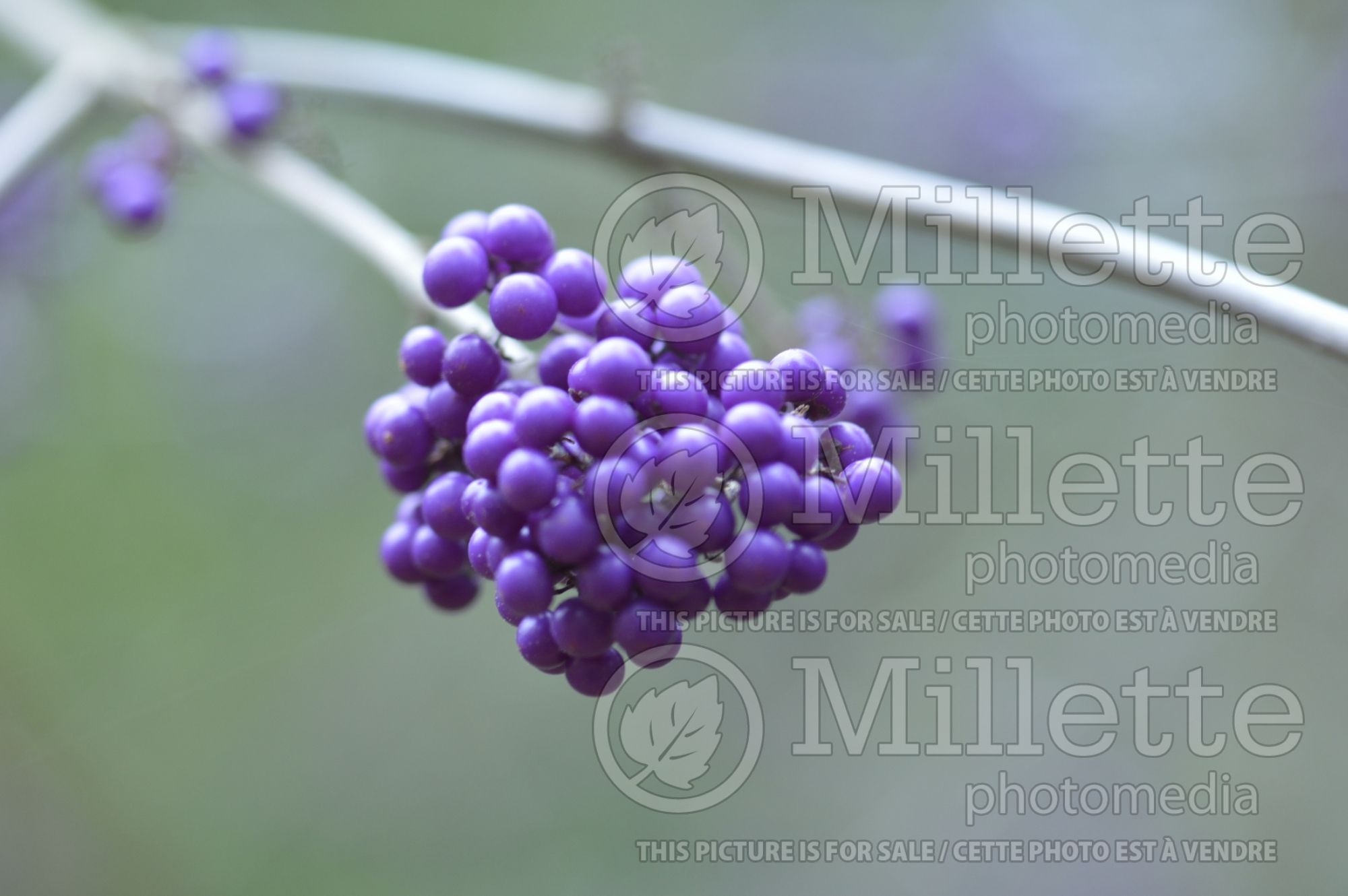 Callicarpa Profusion (Beautyberry) 8