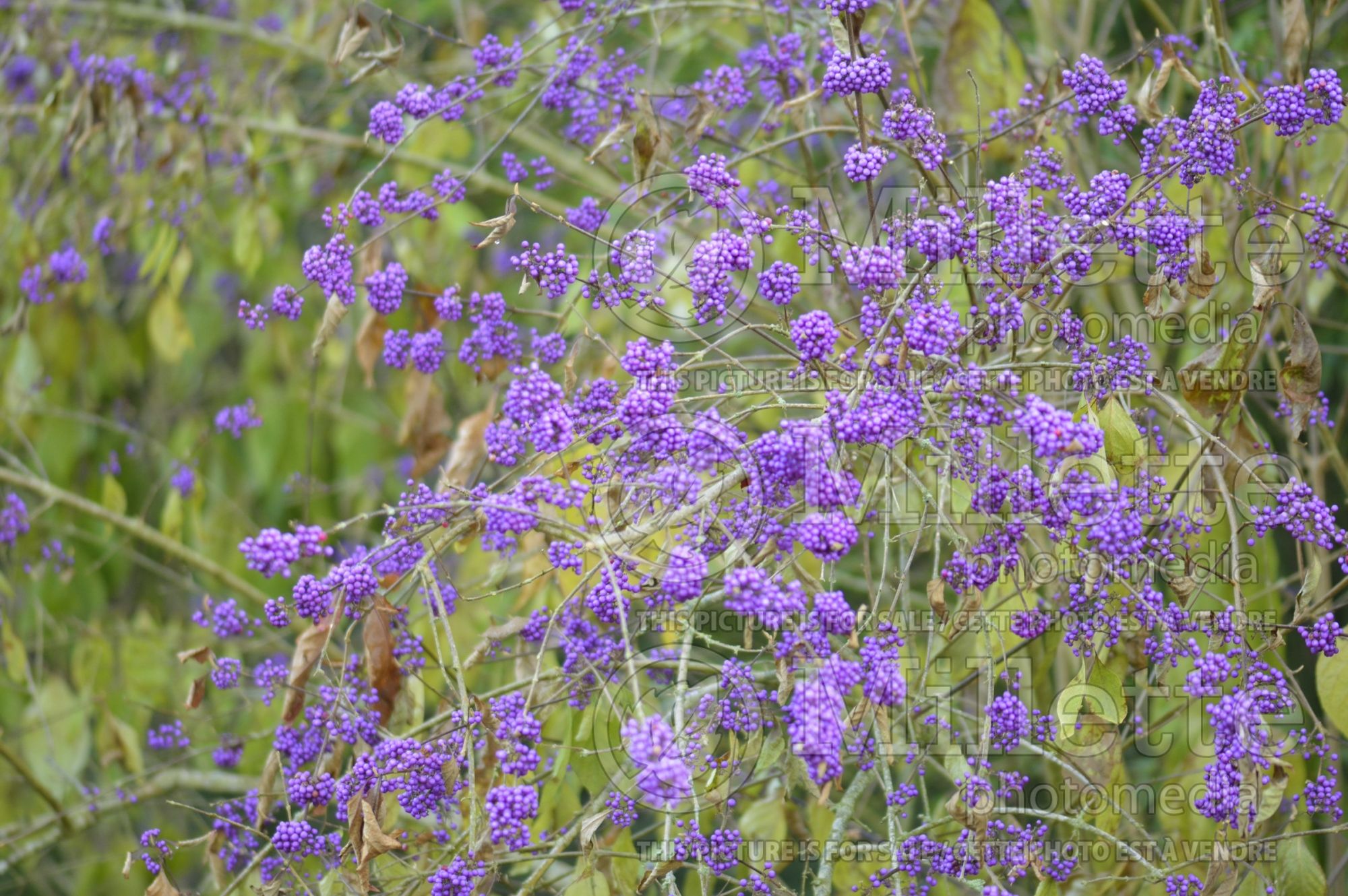 Callicarpa Profusion (Beautyberry) 7