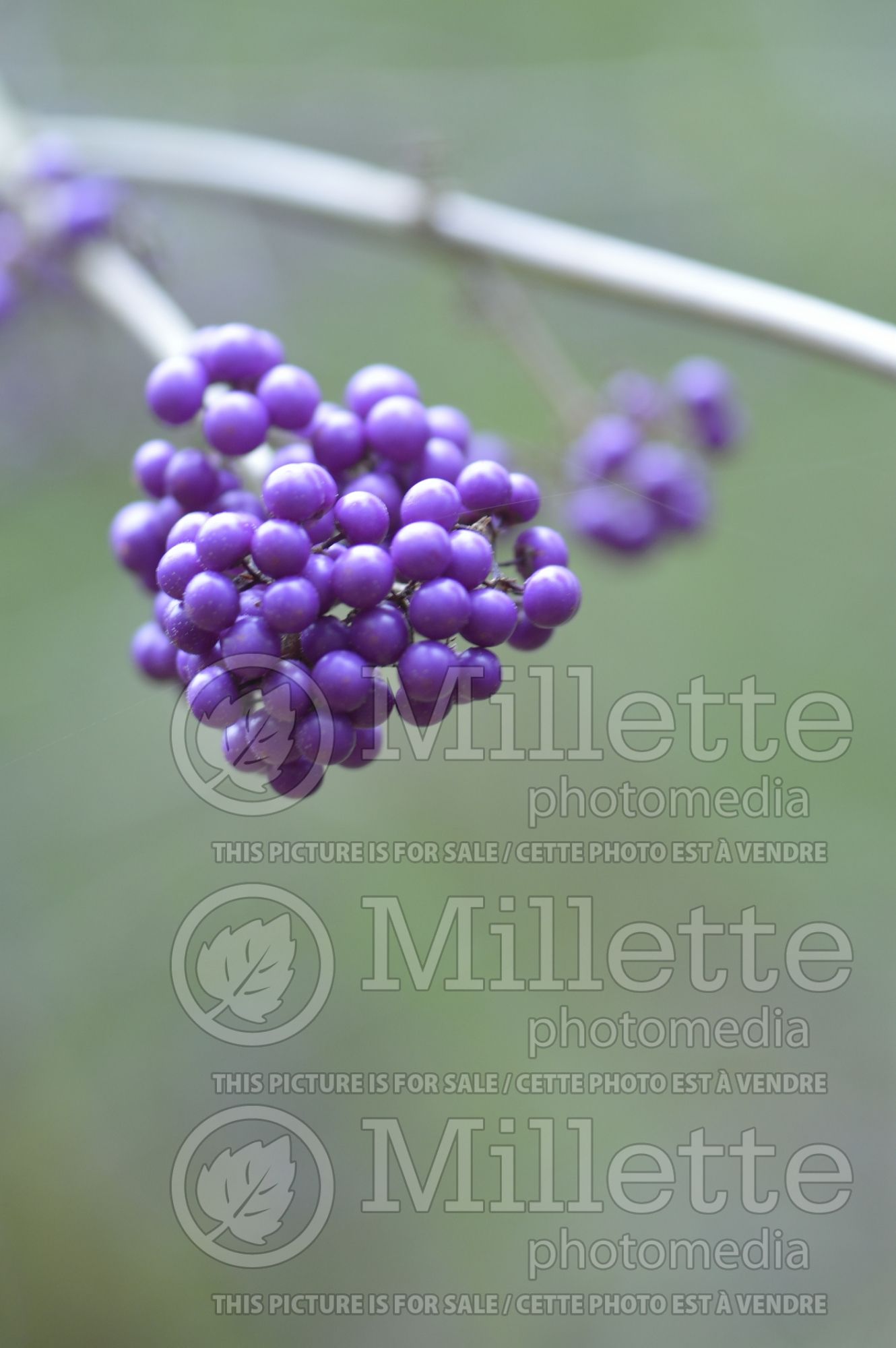 Callicarpa Profusion (Beautyberry) 9