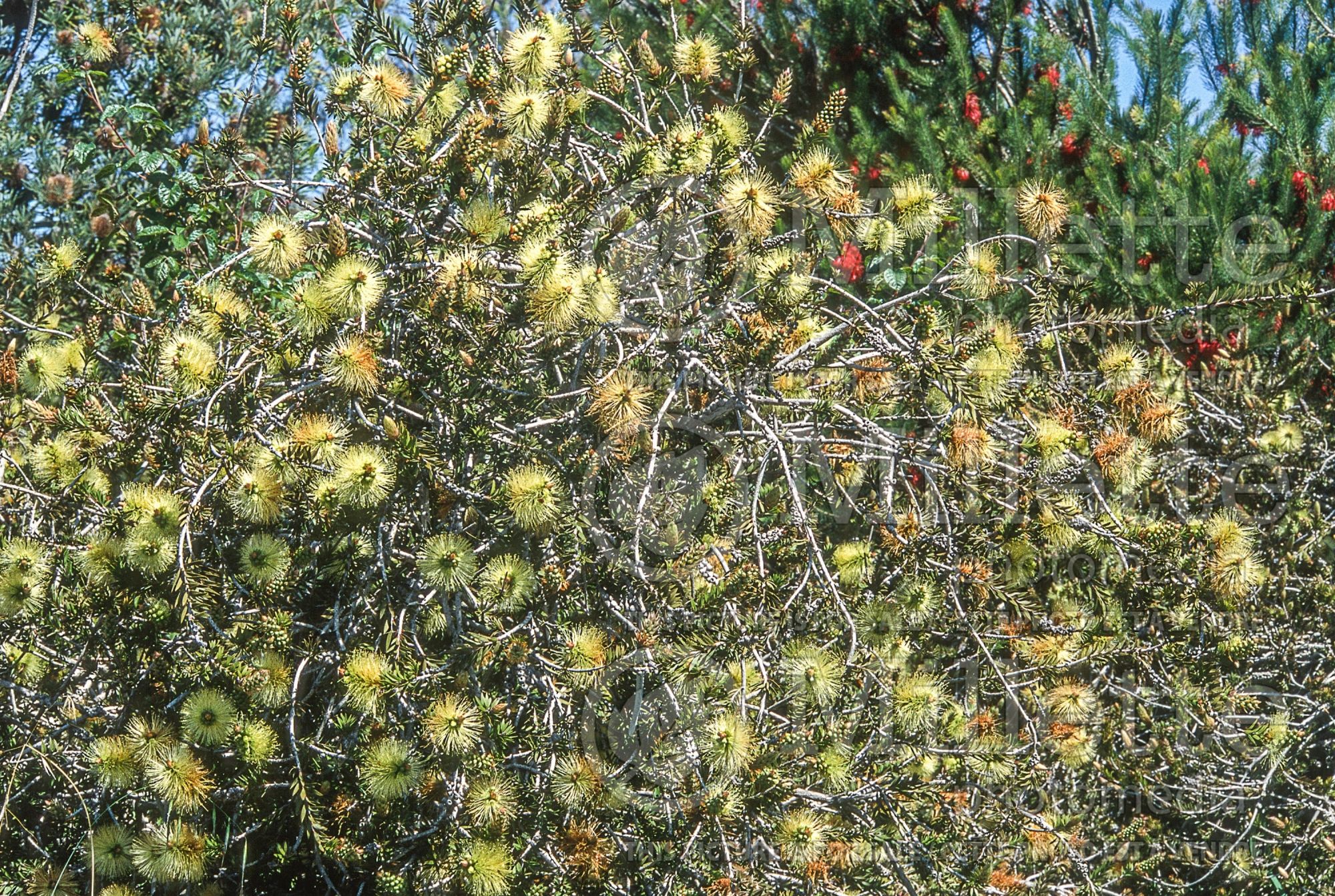 Callistemon viridiflorus (Bottlebrush) 1