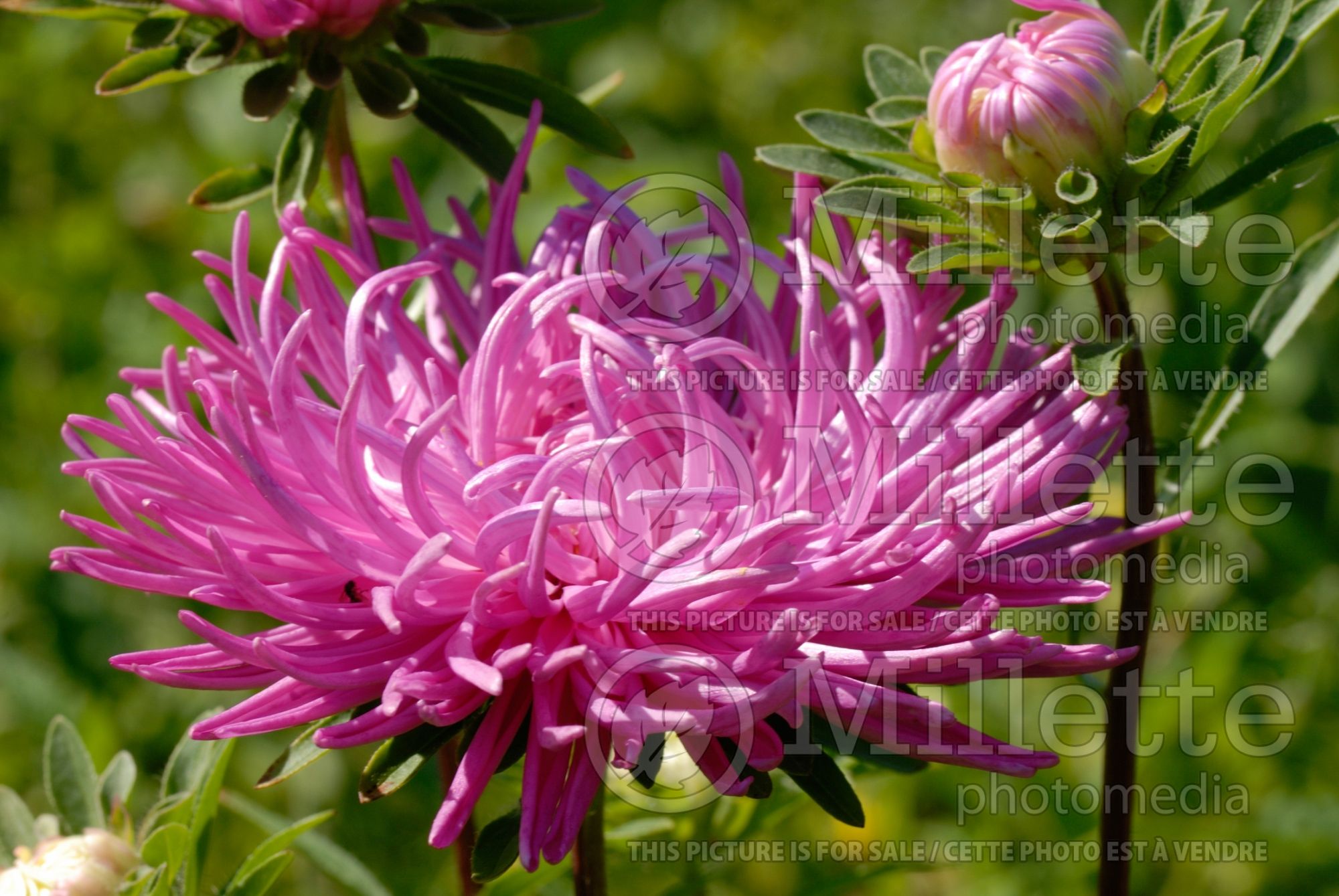 Callistephus Krallen Aster (Aster) 1