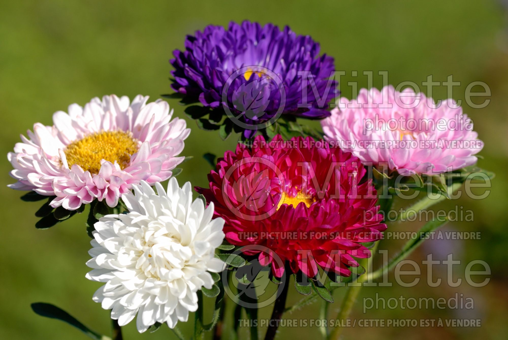 Callistephus Matsumoto Mix (china Aster) 1