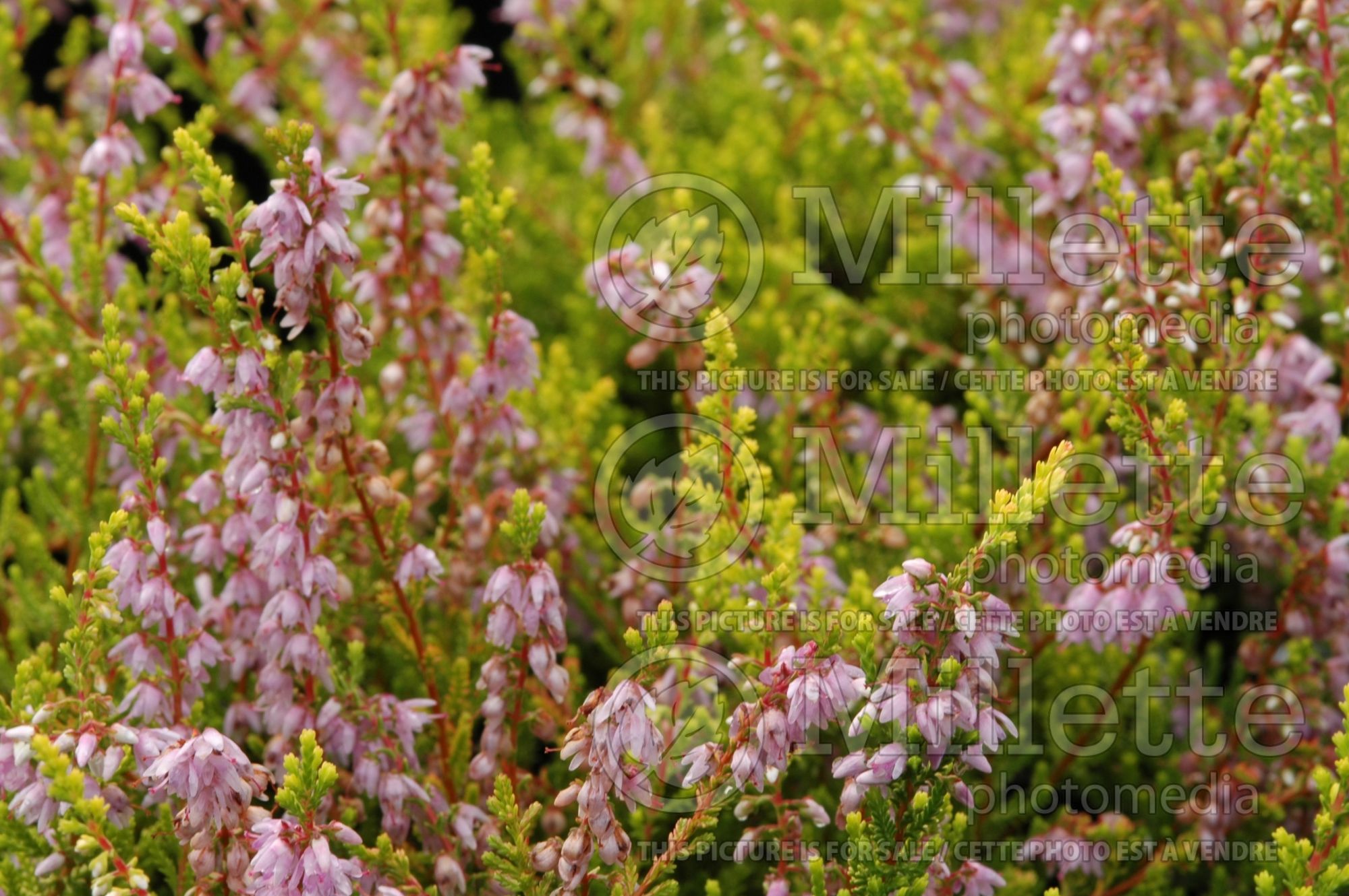 Calluna Blazeaway (Heather) 1