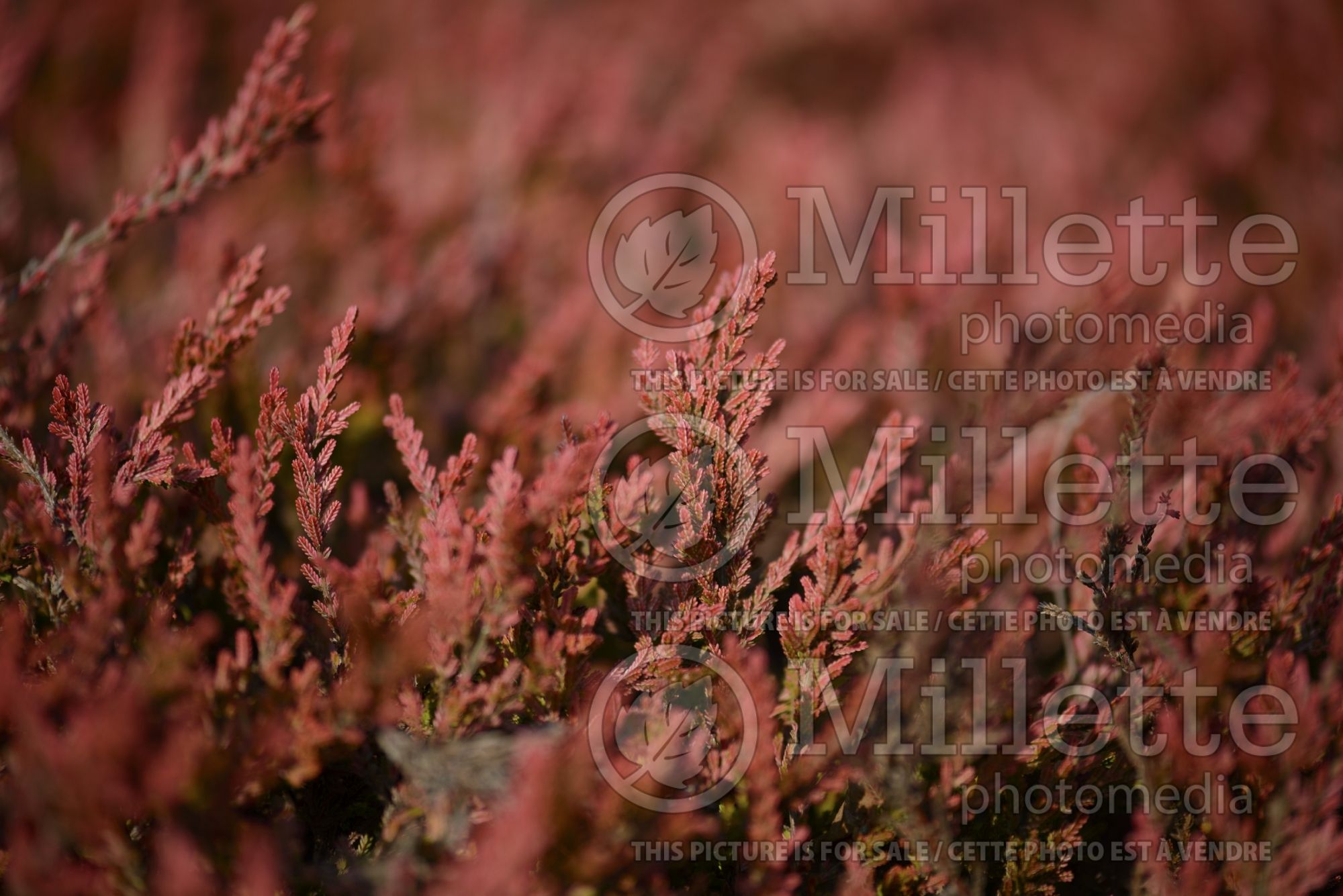 Calluna Golden Feather (Heather) 1