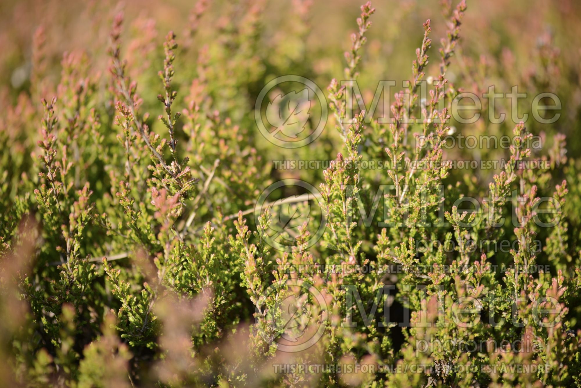 Calluna Ronas Hill (Heather) 1