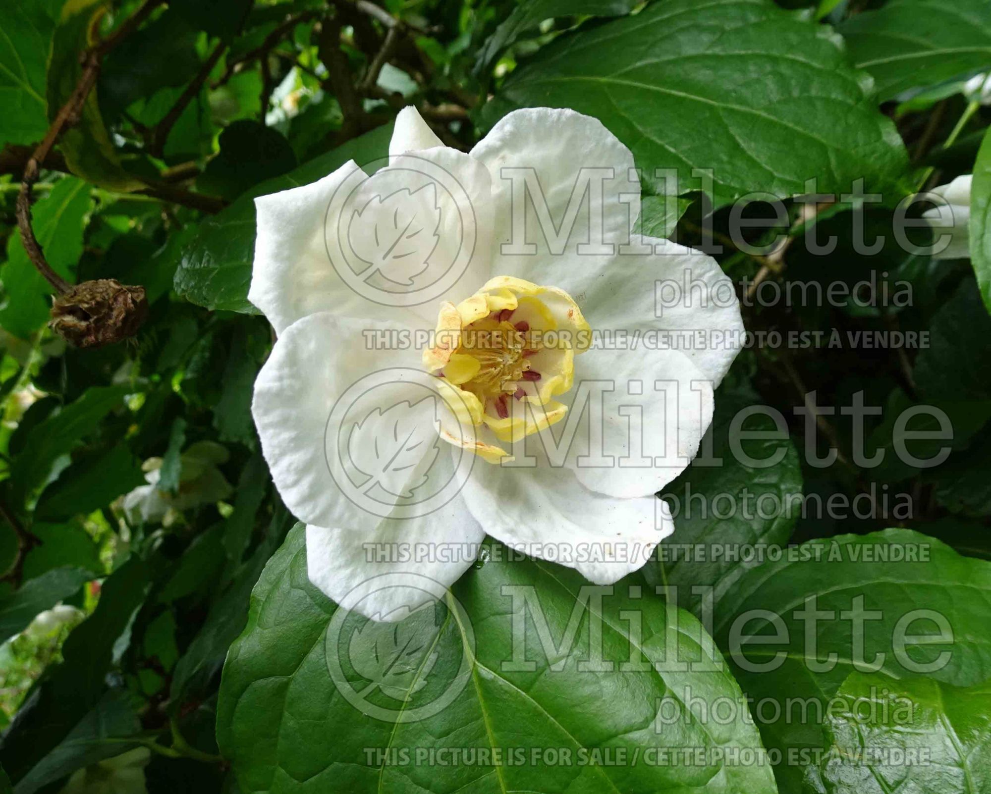 Calycanthus chinensis (Chinese sweetshrub) 1