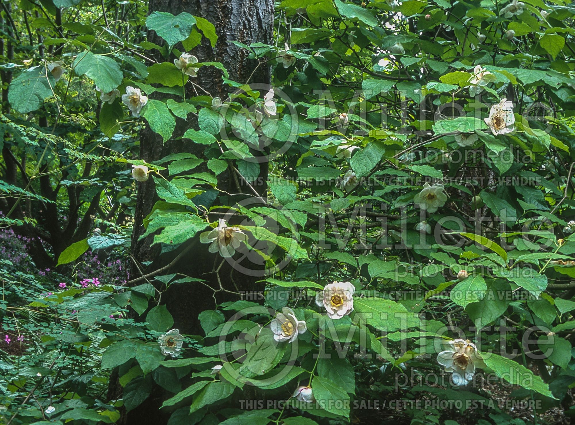 Calycanthus chinensis (Chinese sweetshrub) 3