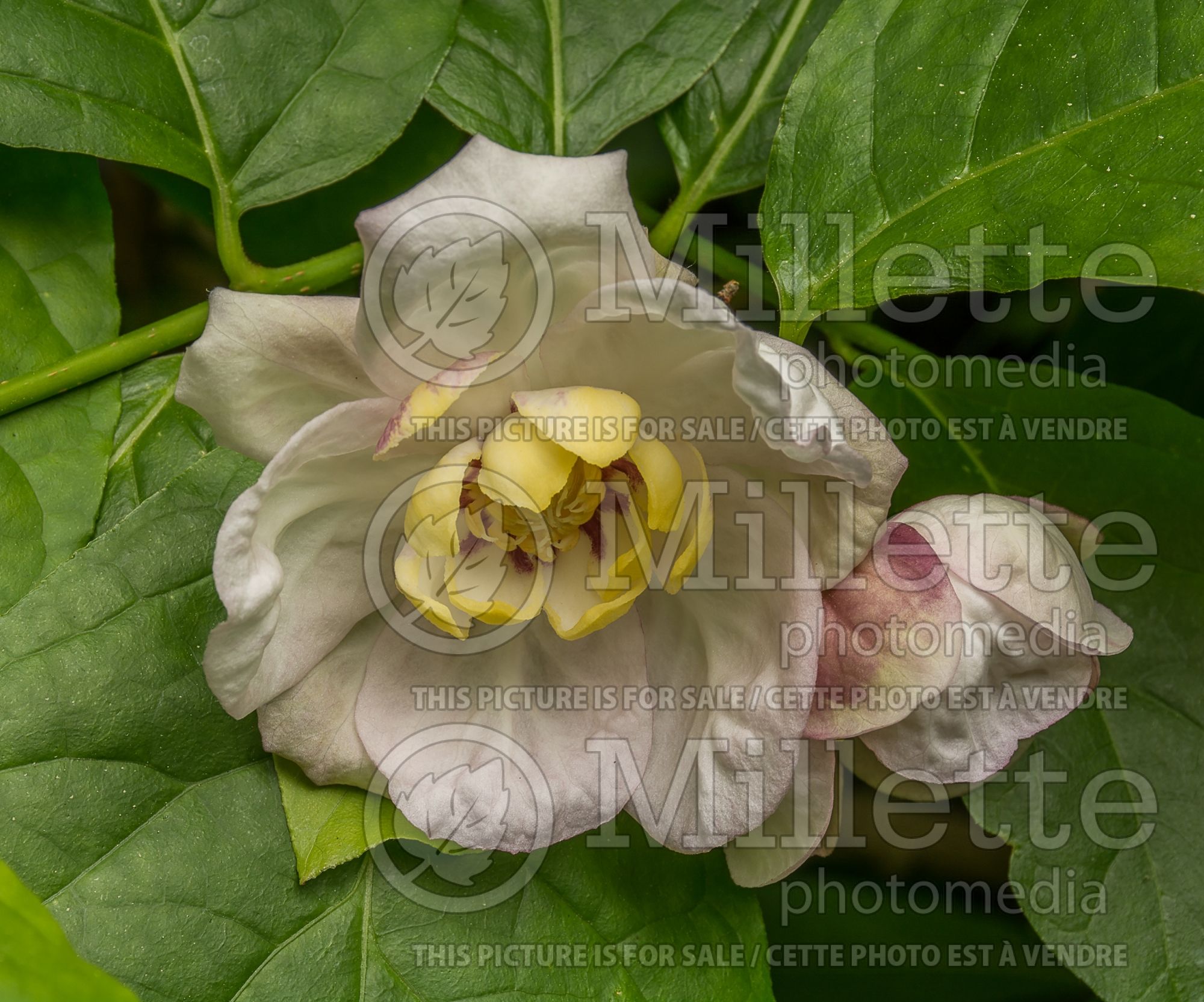 Calycanthus chinensis (Chinese sweetshrub) 2