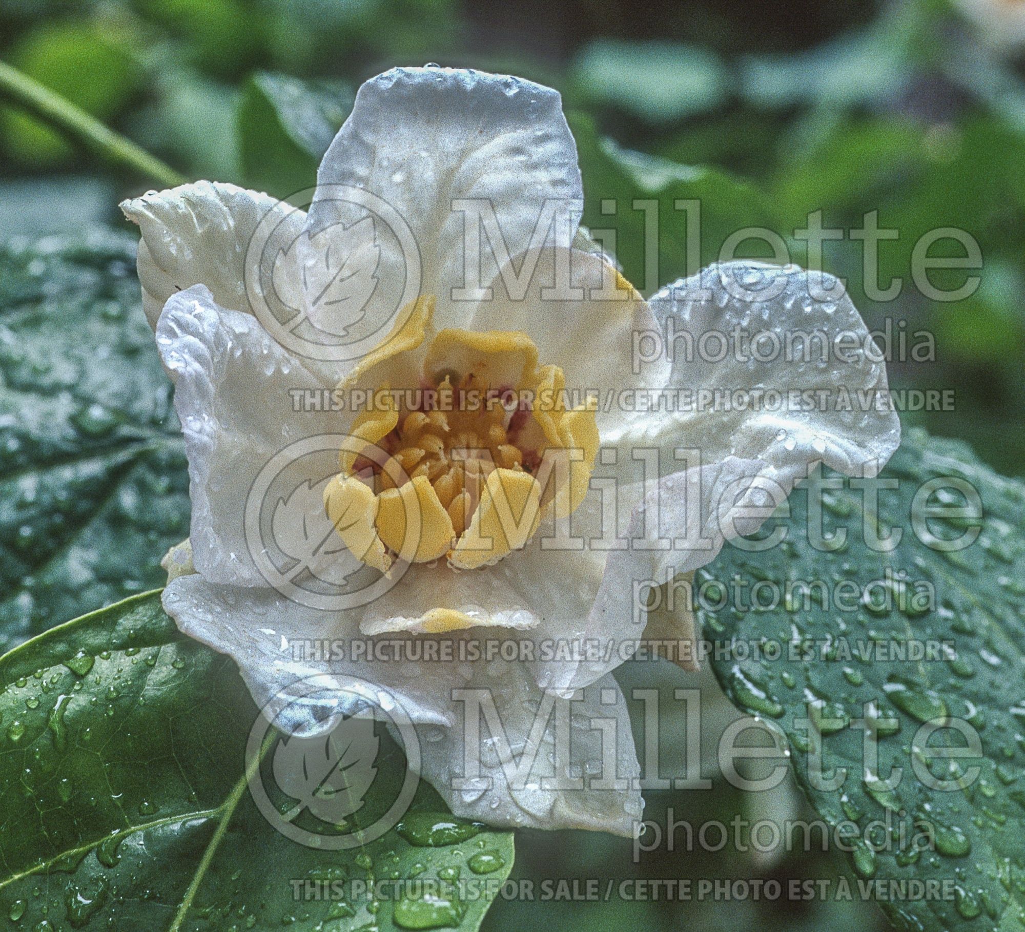 Calycanthus chinensis (Chinese sweetshrub) 5