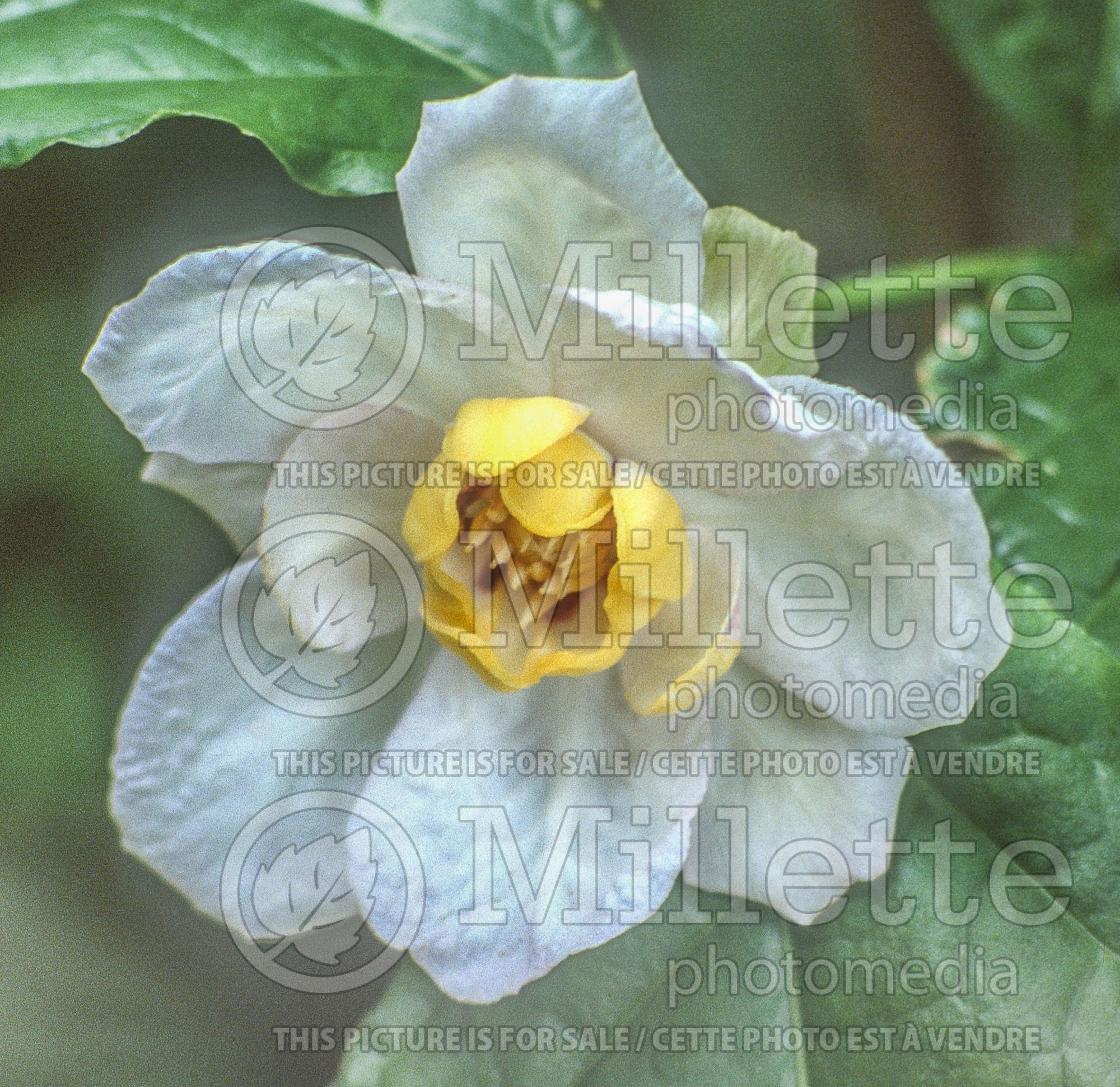 Calycanthus chinensis (Chinese sweetshrub) 4