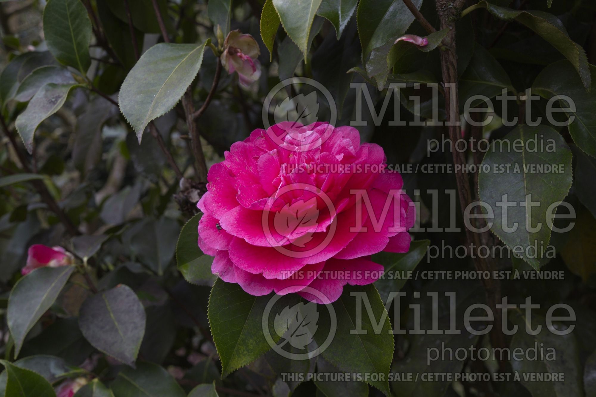 Camellia Illumination (Camellia) 2