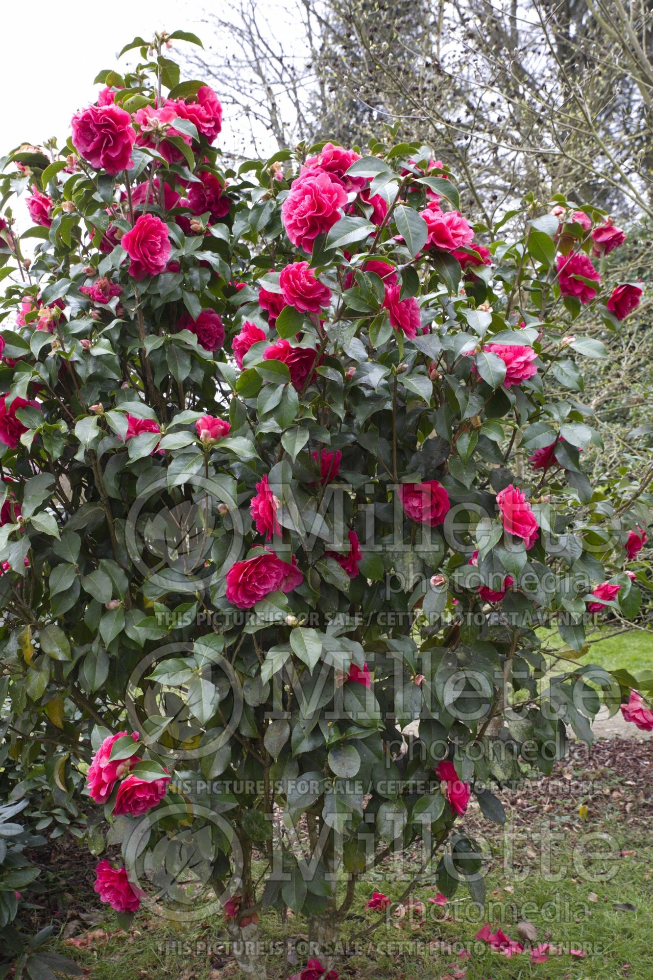 Camellia Illumination (Camellia) 1