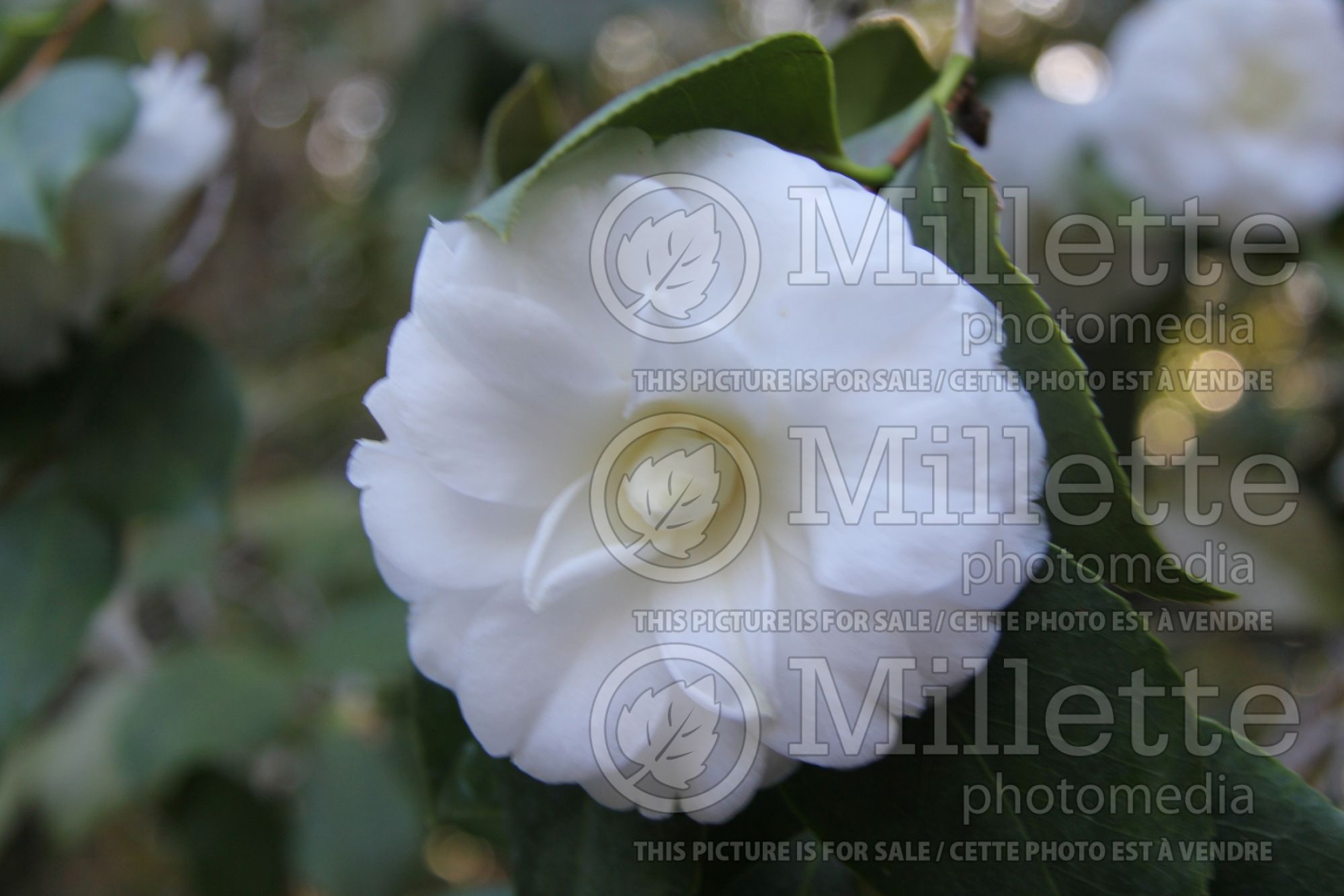 Camellia Alba Plena (Camellia) 1