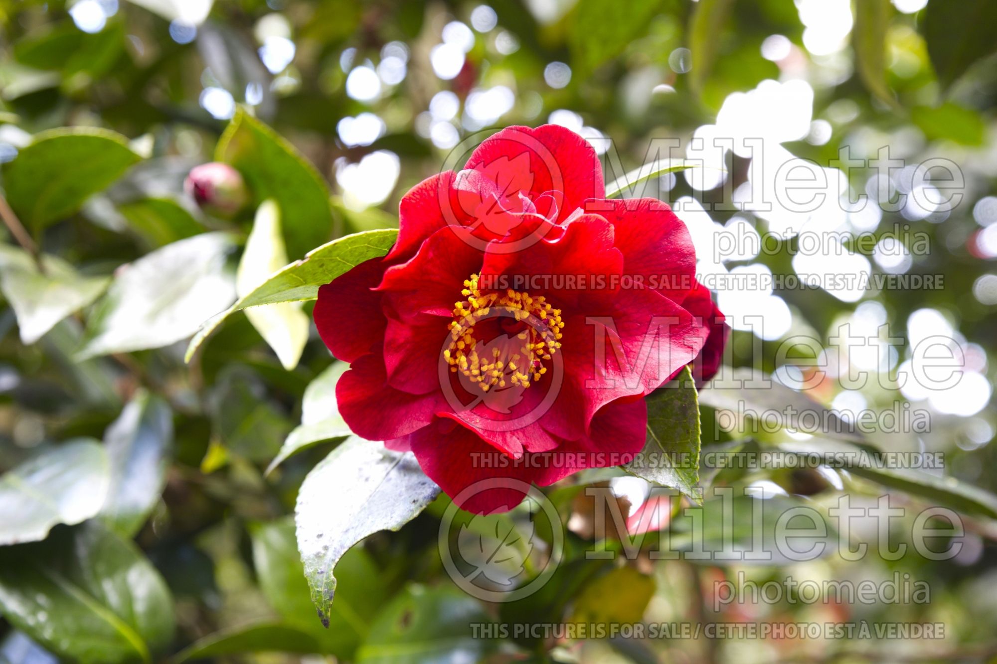 Camellia Bob Hope (Camellia) 2