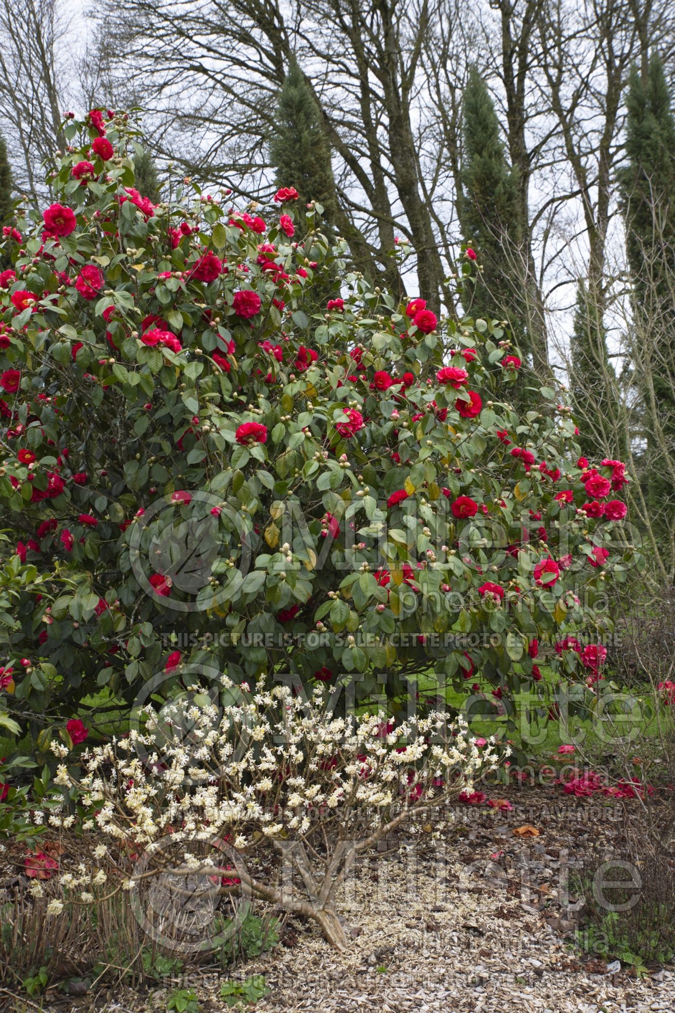 Camellia Bob Hope (Camellia) 1