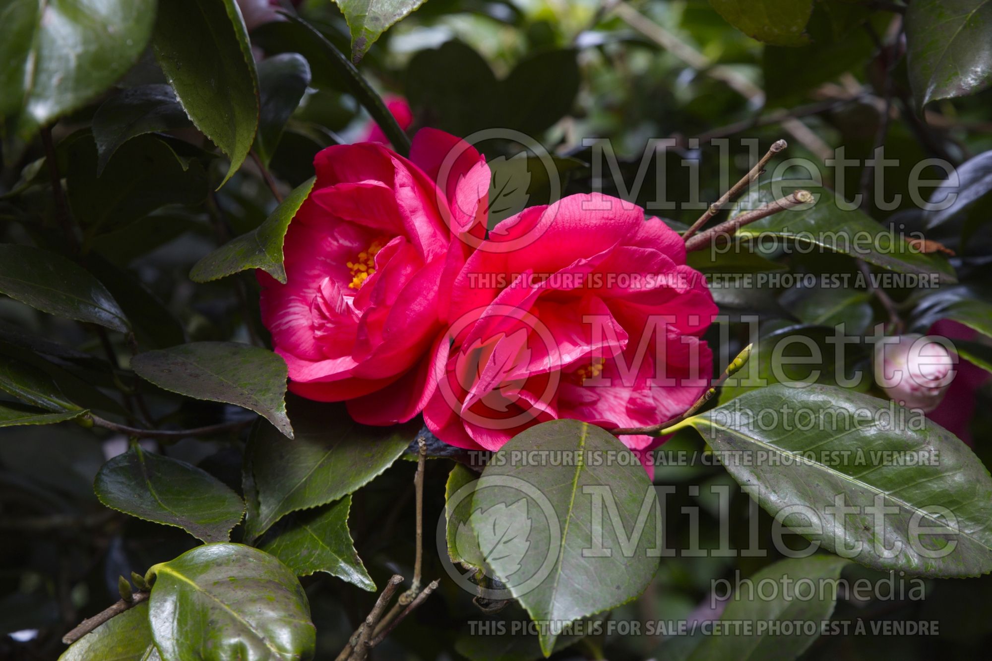 Camellia Drama Girl (Camellia) 1