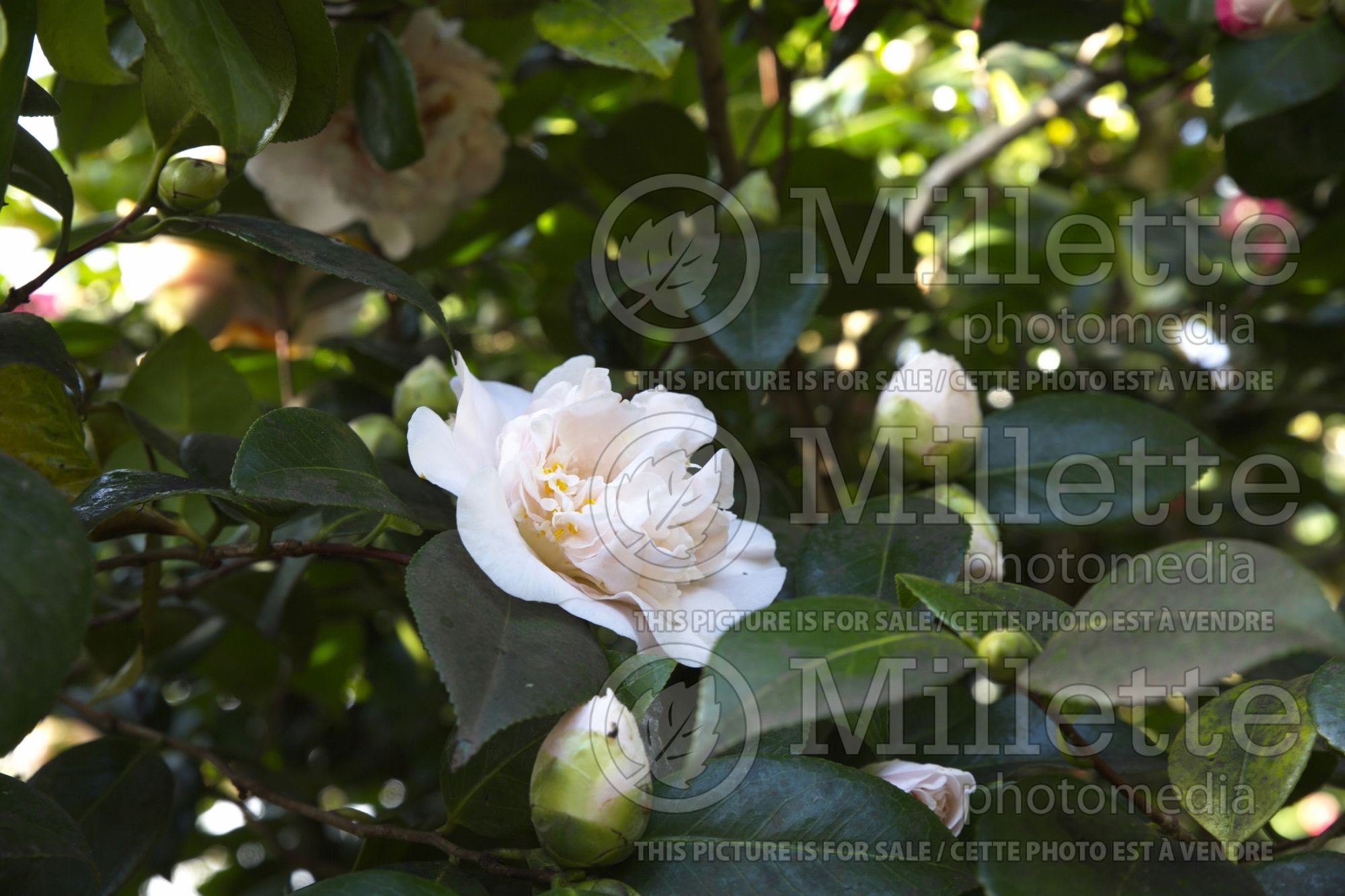 Camellia Floradora Girl (Camellia) 1