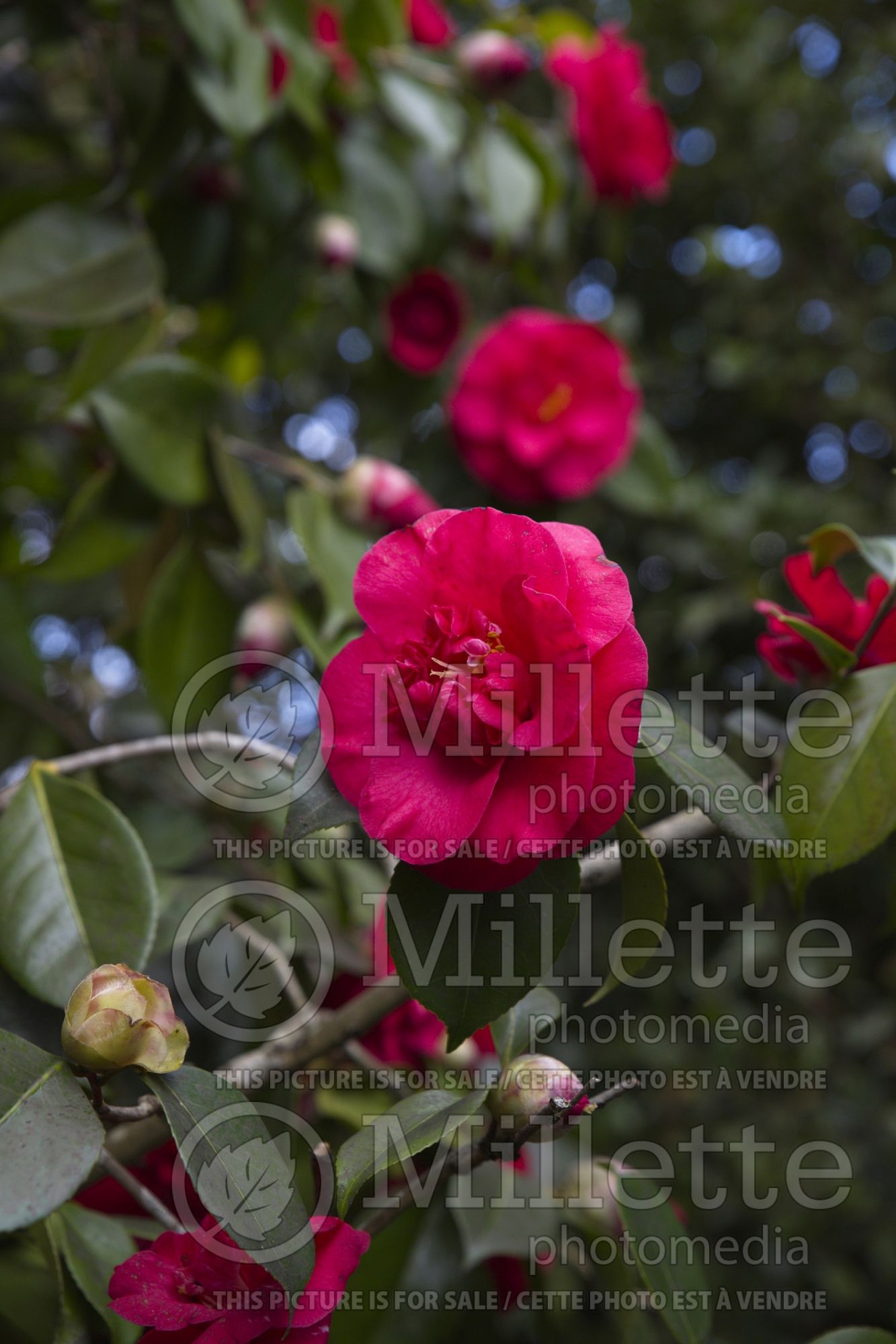 Camellia Kelvingtoniana aka Gigantea (Camellia) 1