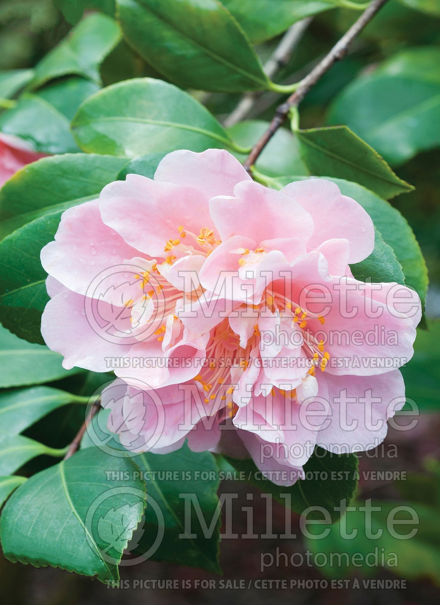 Camellia King's Ransom (Camellia) 1