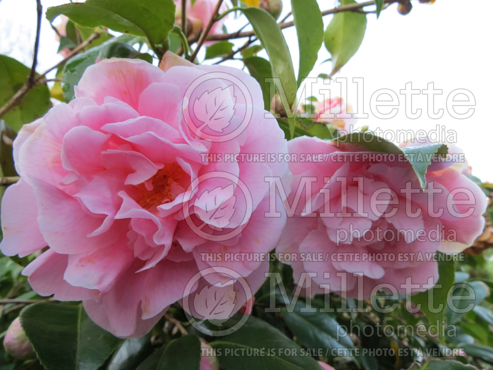 Camellia King's Ransom (Camellia) 2