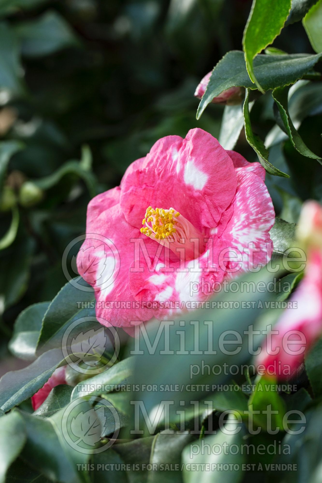 Camellia Lady de Saumarez (Camellia) 1