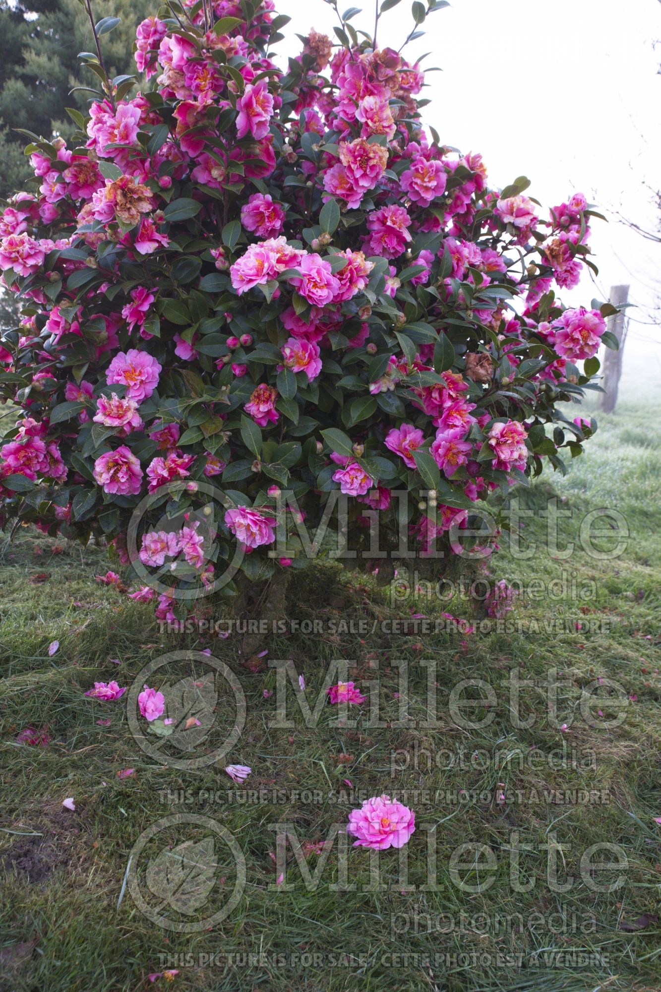 Camellia Vega (Camellia) 1
