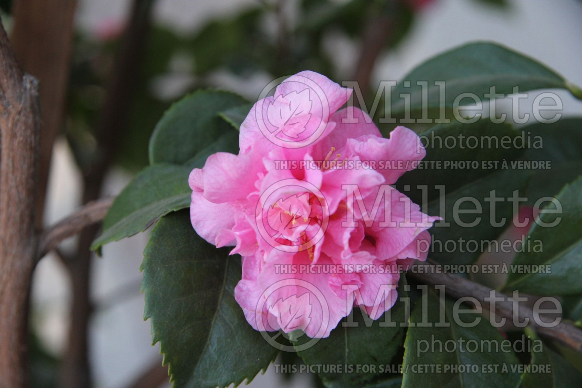Camellia Fragrant Pink (Camellia) 4