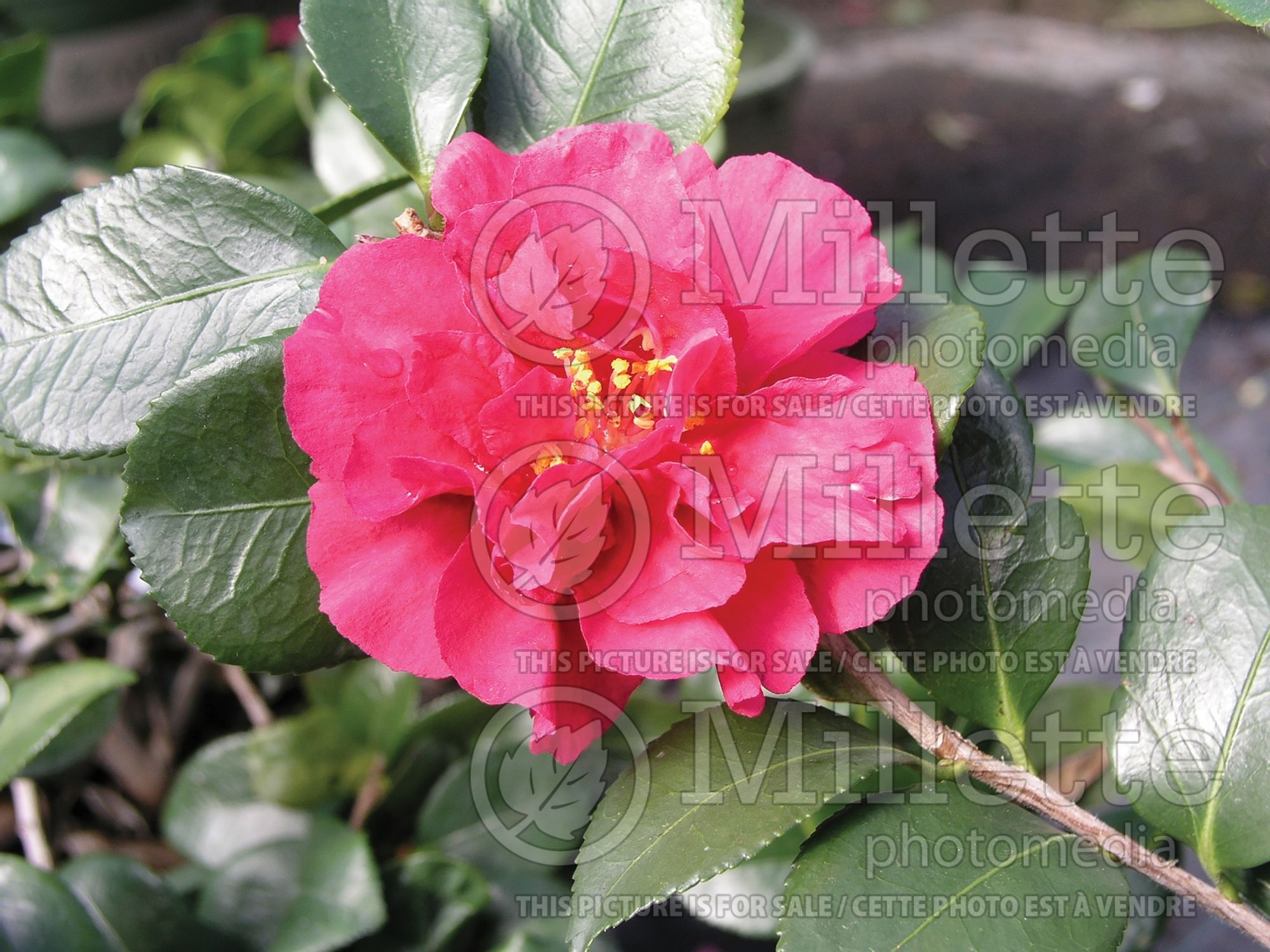 Camellia Bonanza (Camellia) 1