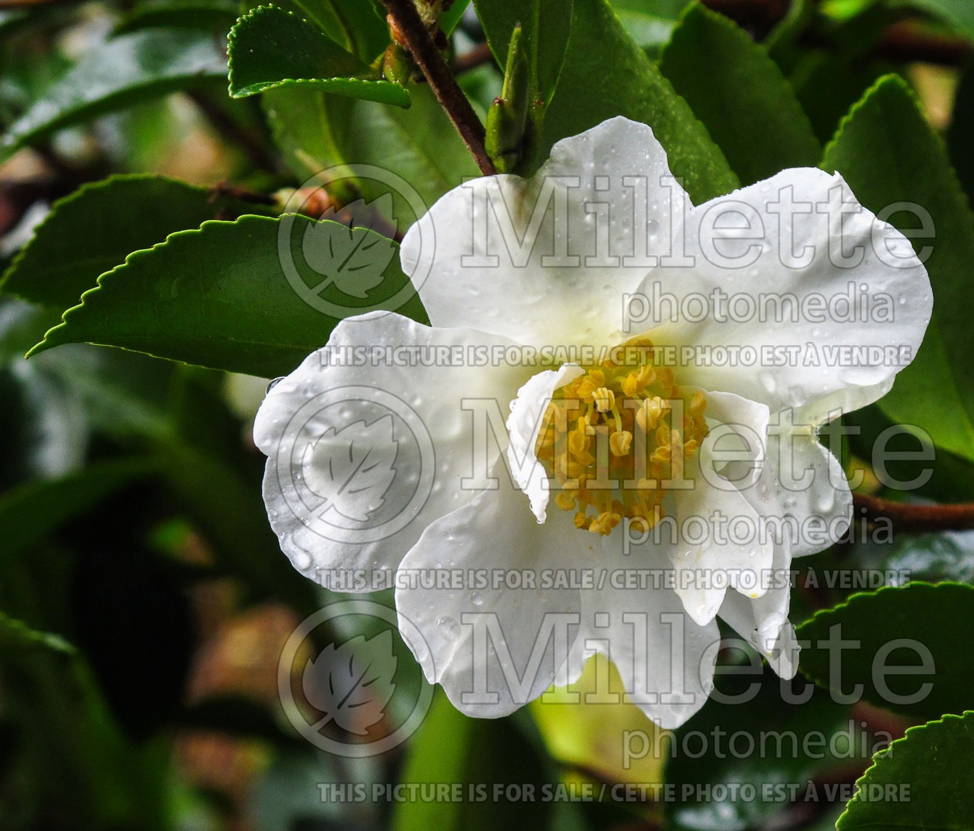 Camellia Setsugekka (Camellia) 6