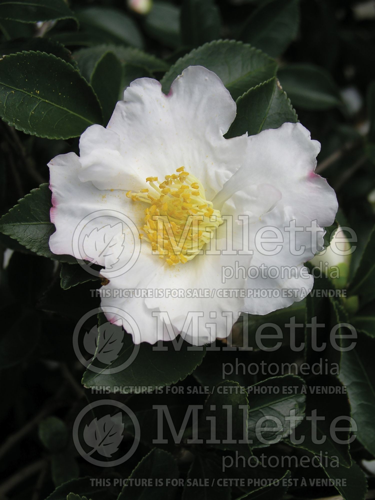 Camellia Setsugekka (Camellia) 2