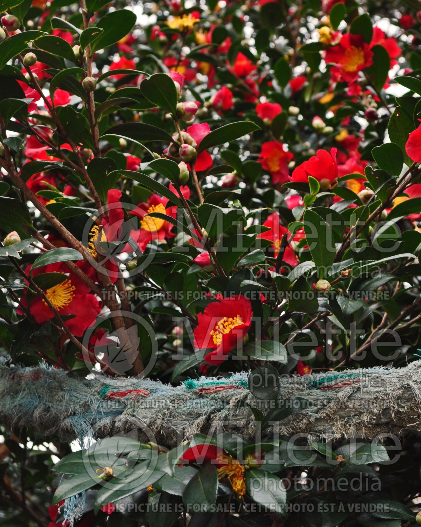 Camellia Yuletide (Camellia) 1