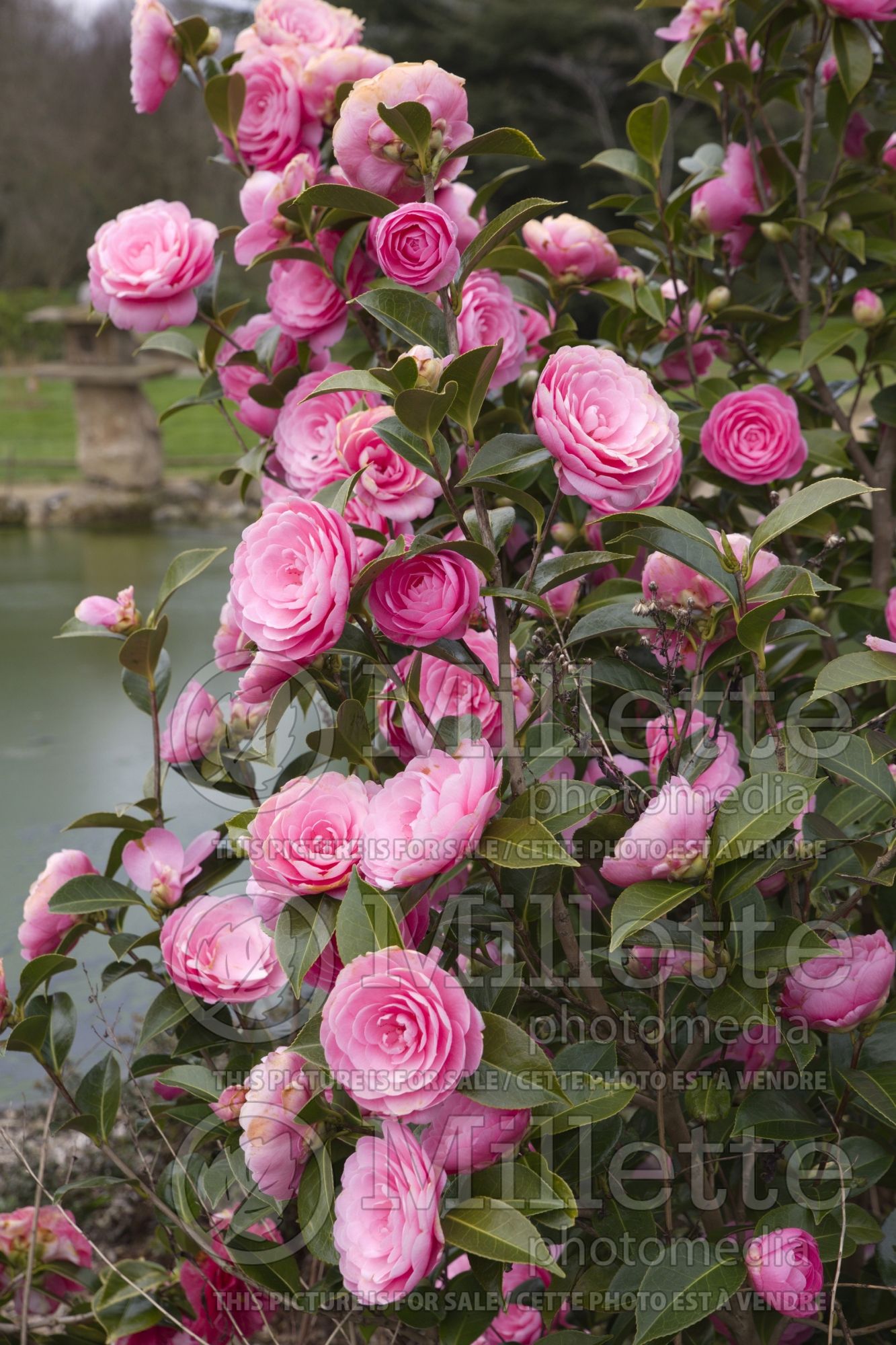 Camellia Spring Festival (Camellia) 1