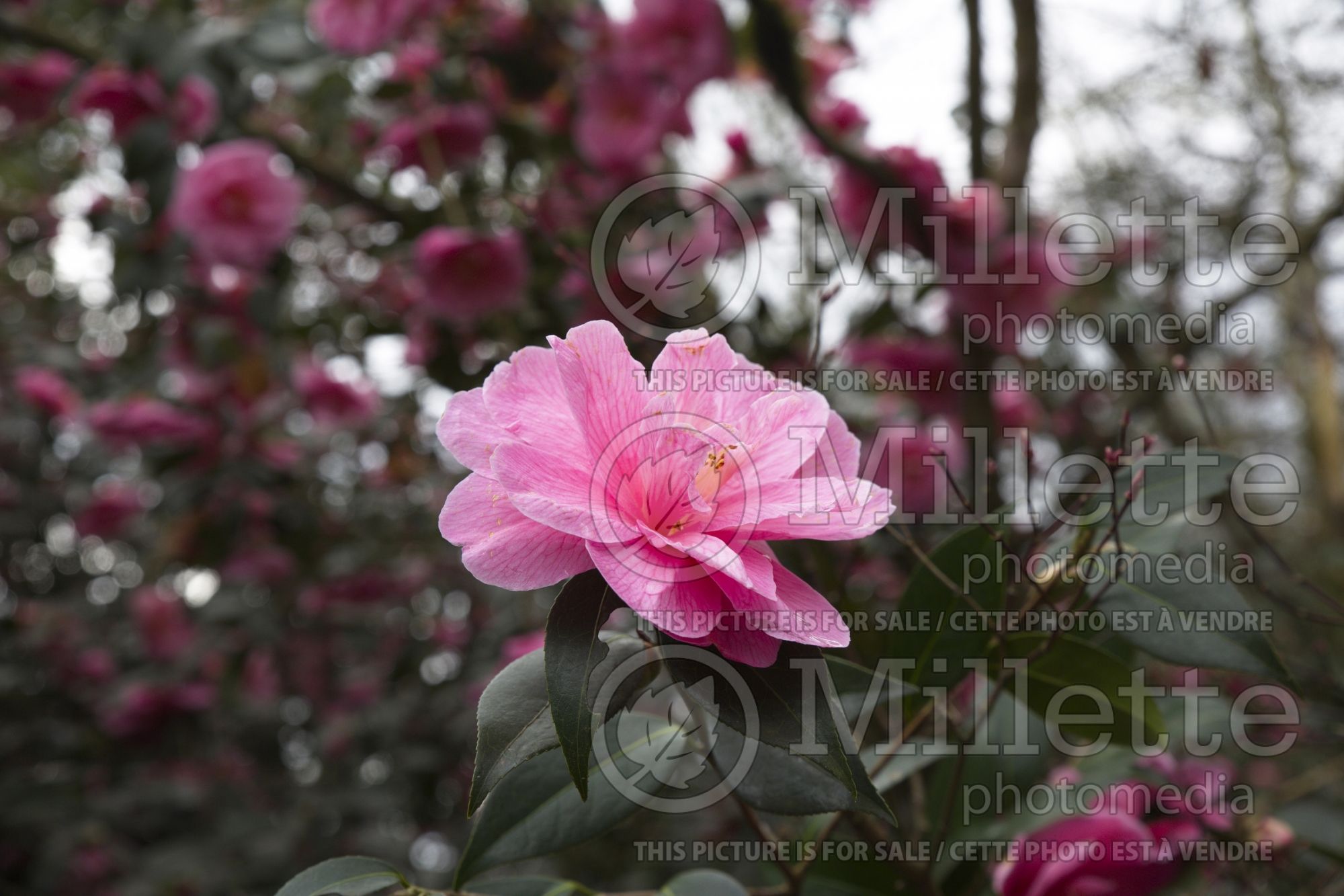 Camellia Brigadoon (Camellia) 3