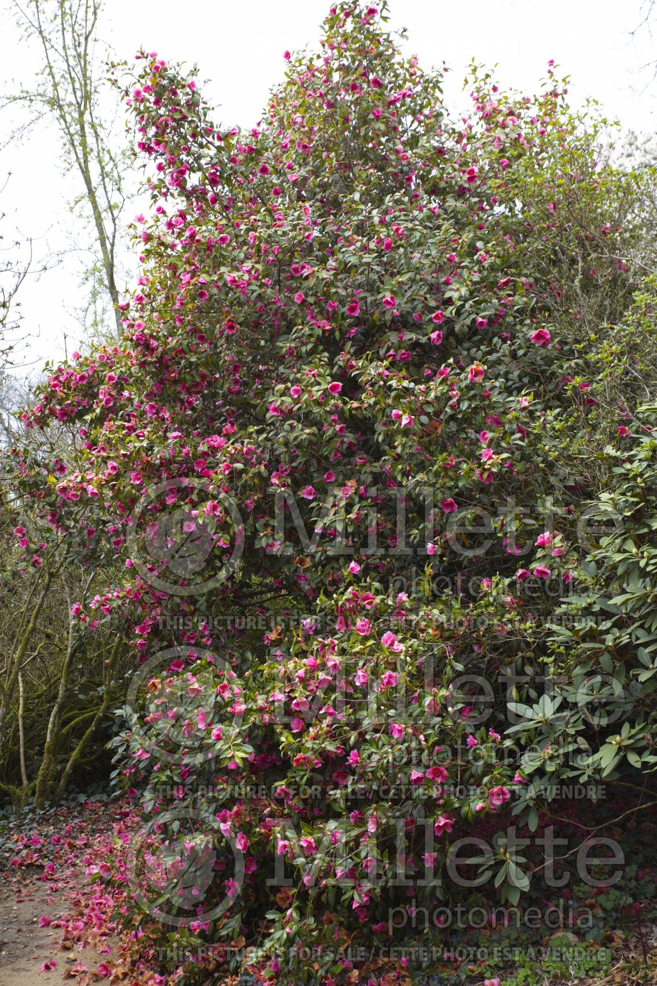 Camellia Mary Christian (Camellia) 1