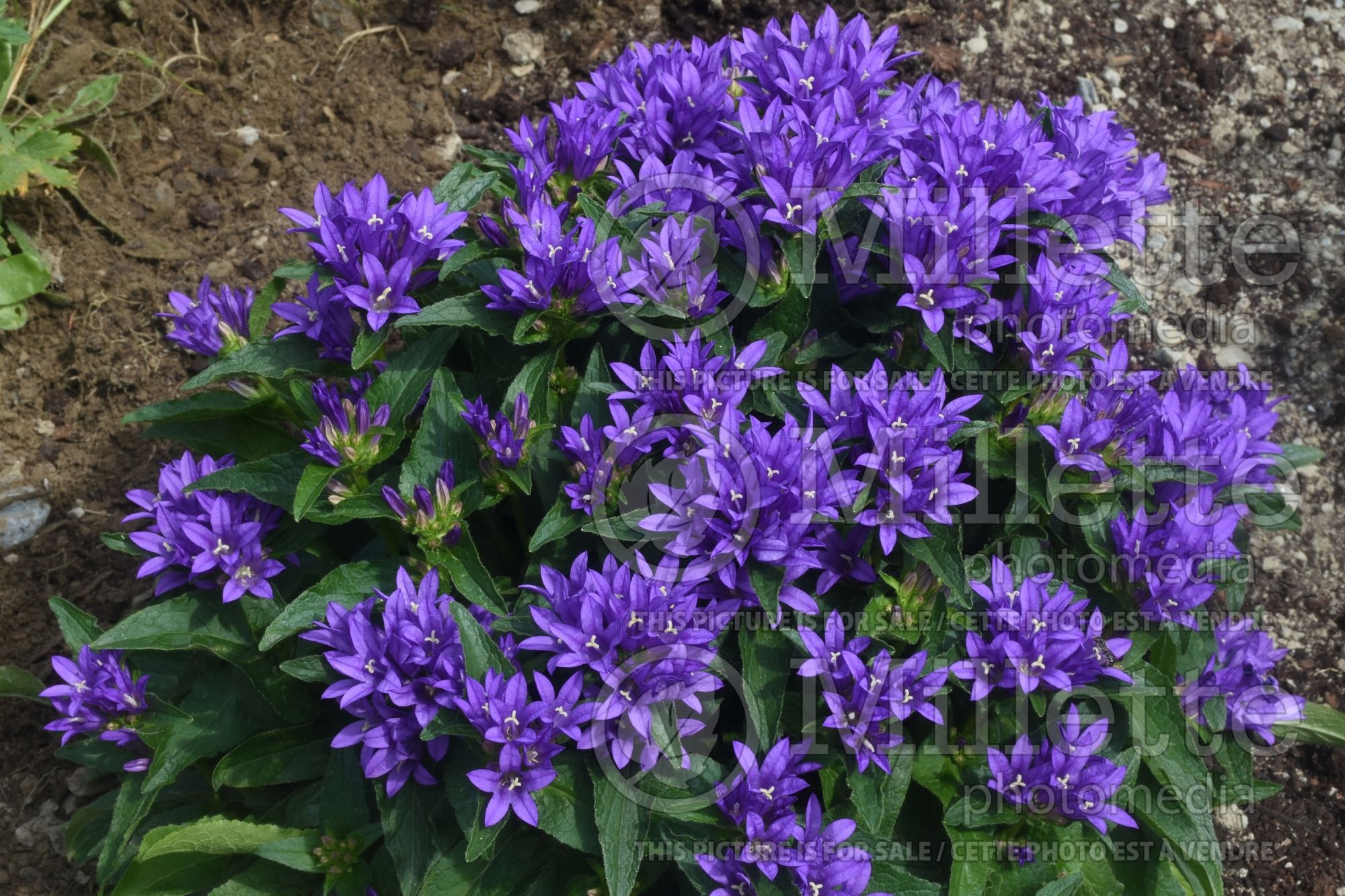 Campanula Freya (Clustered Bellflower) 1