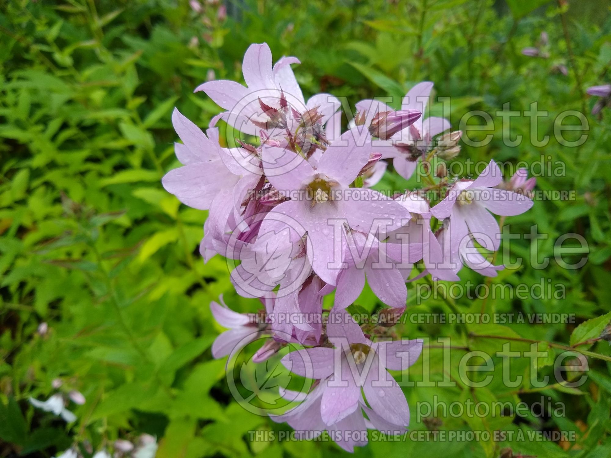 Campanula Loddon Anna (Milky Bellflower, Harebell) 1