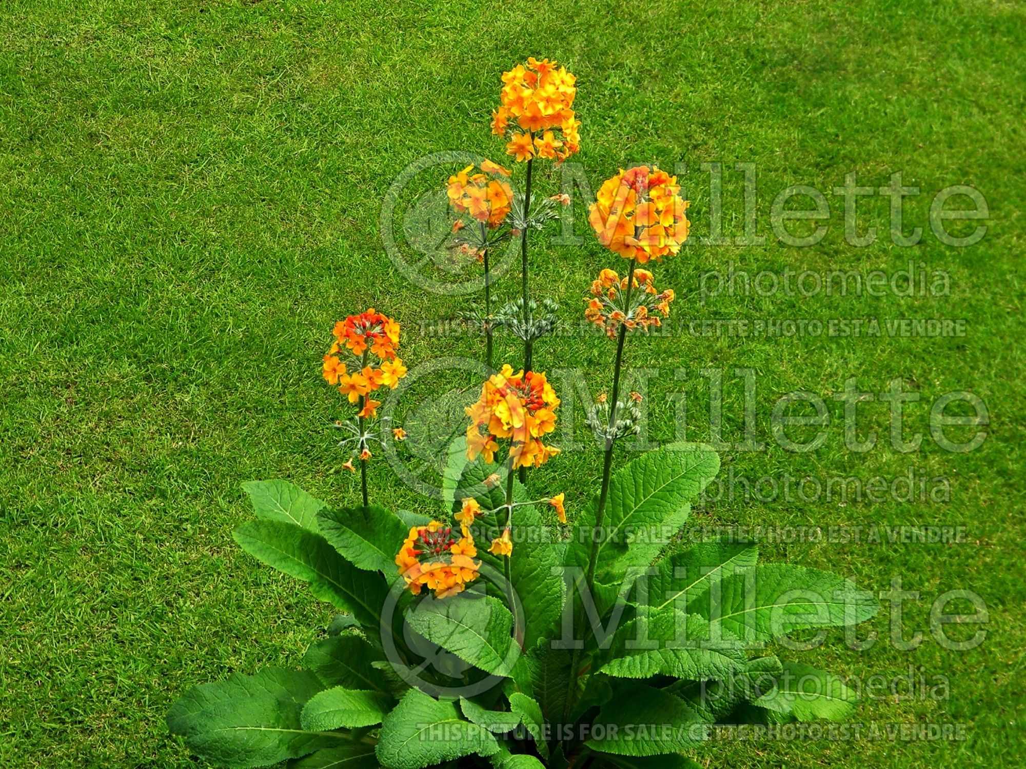 Candelabra Primula Harlow Carr (Primula) 1