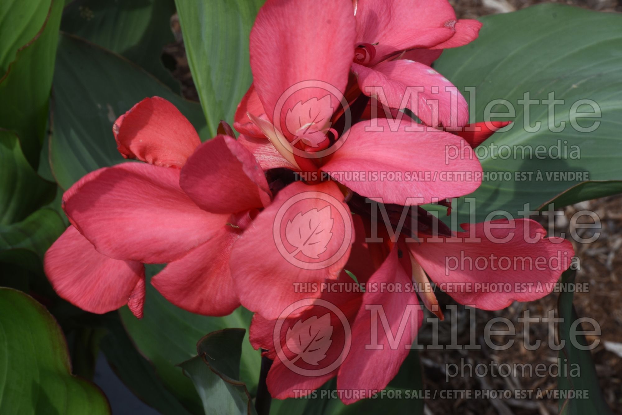 Canna Cannova Rose (Canna Lily) 5