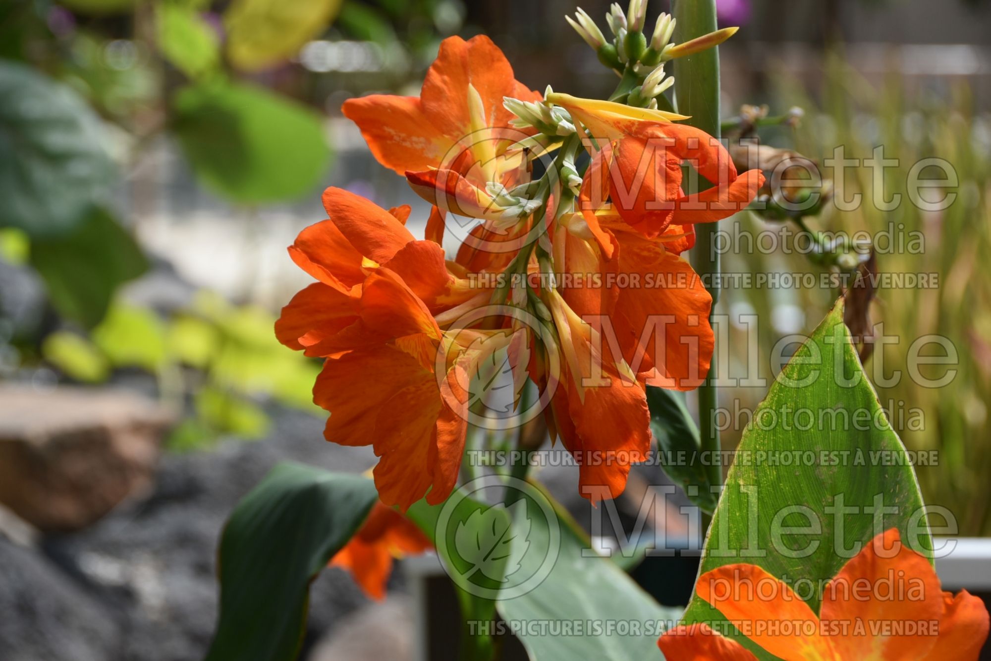 Canna Wyoming (Canna Lily) 1