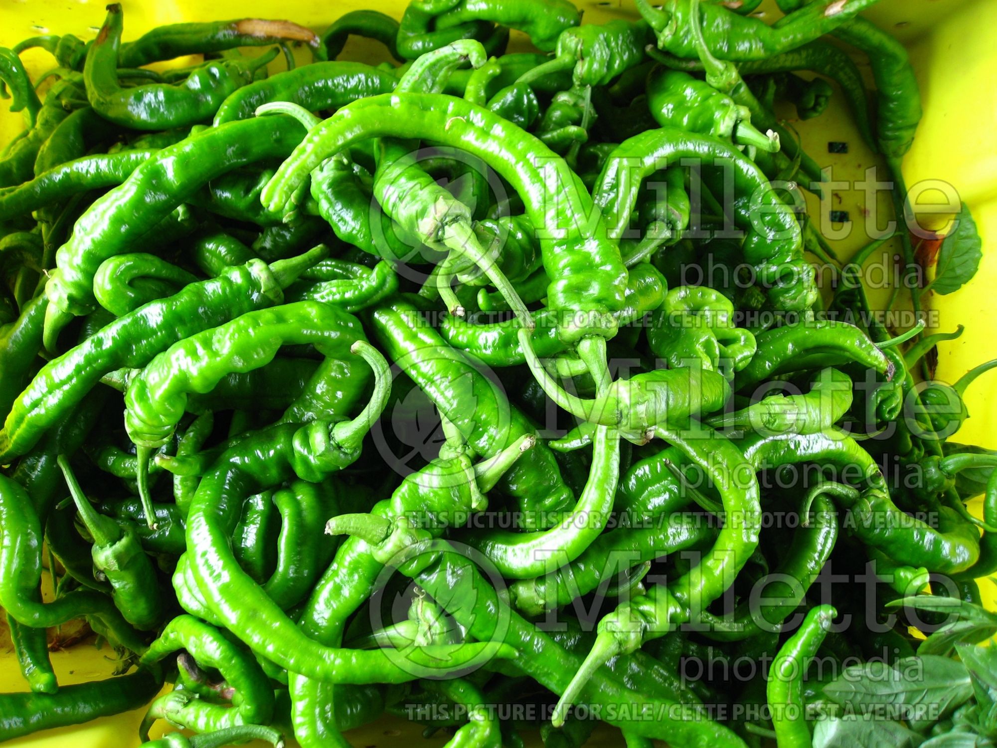 Capsicum annum (chili vegetable) 1