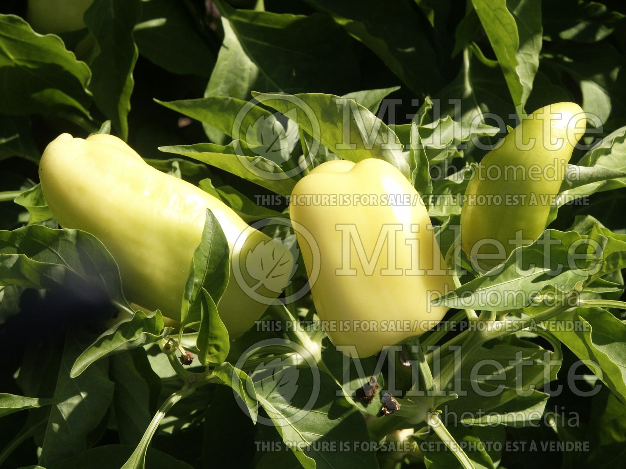 Capsicum Pusztagold (pepper vegetable – poivron piment) 1