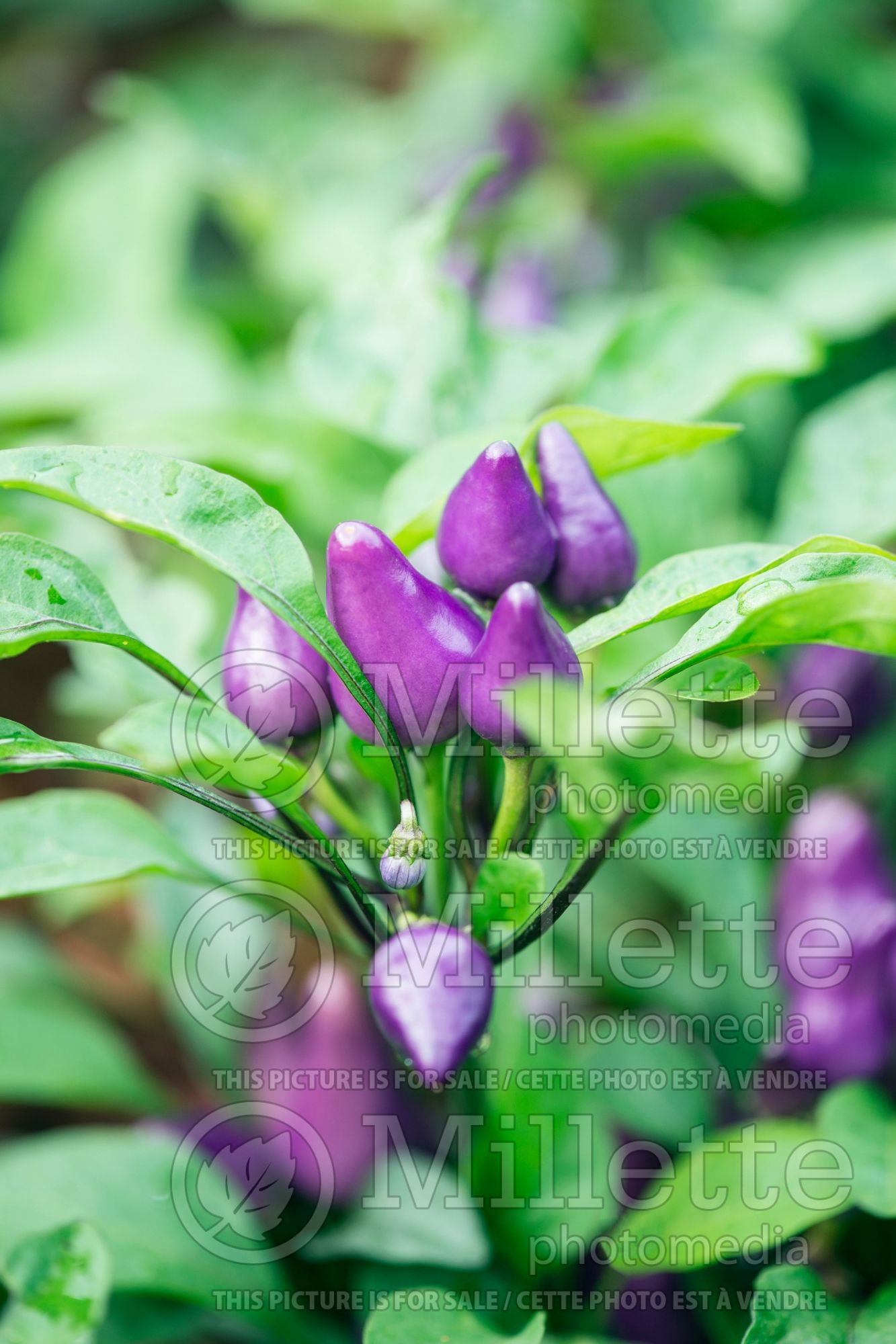 Capsicum Aurora (Bell pepper) 1