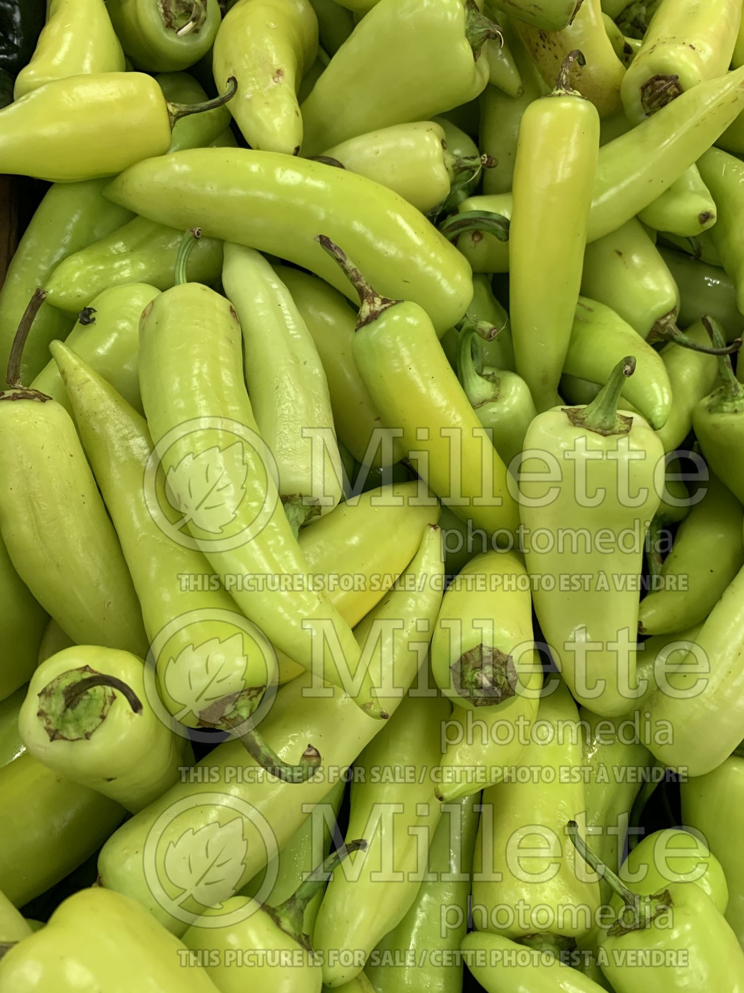 Capsicum annuum (Banana peppers vegetable) 5