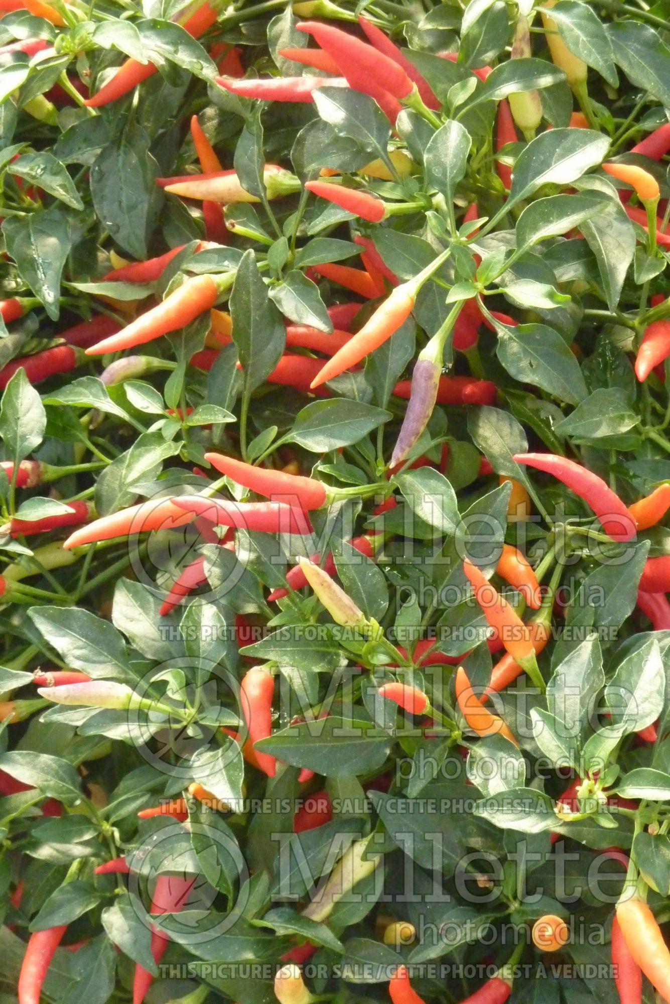 Capsicum Basket of Fire (Ornamental bell pepper) 4